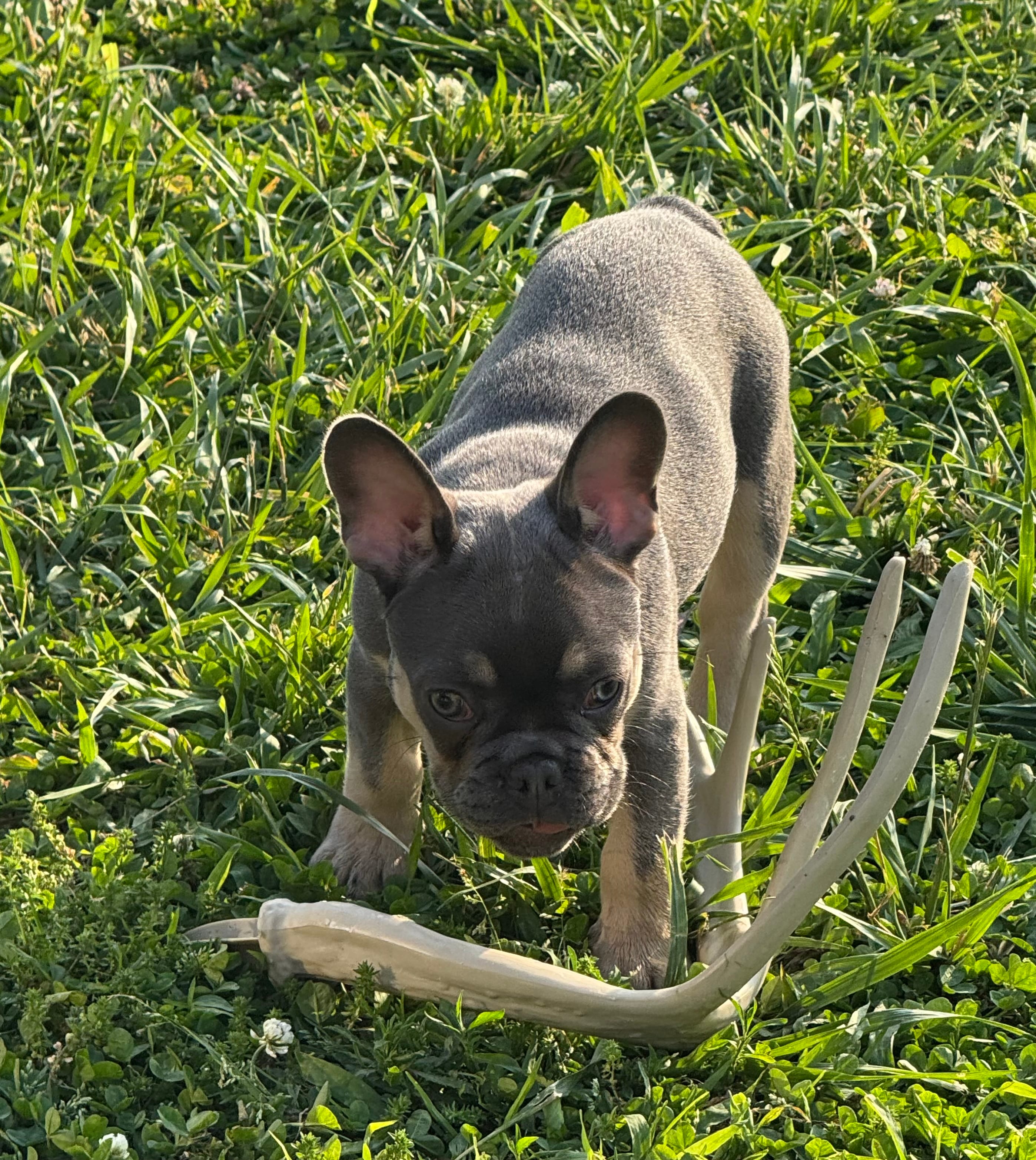 Muffin – French Bulldog puppy for sale in Mountain Grove, MO