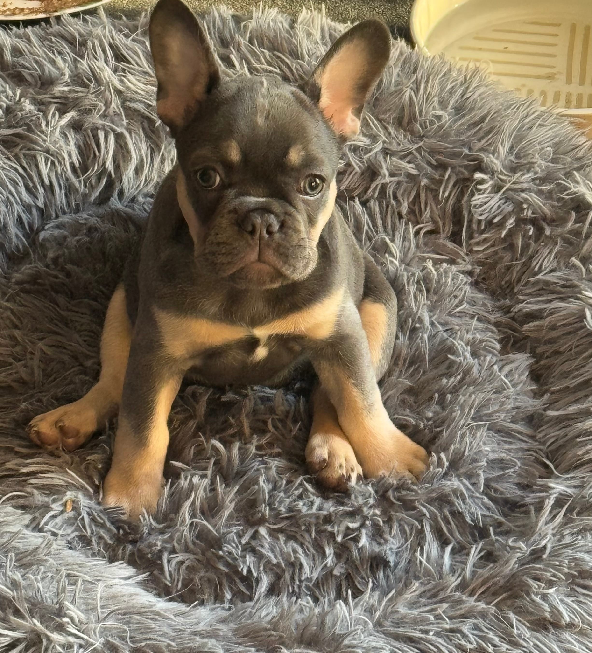 Muffin – French Bulldog puppy for sale in Mountain Grove, MO