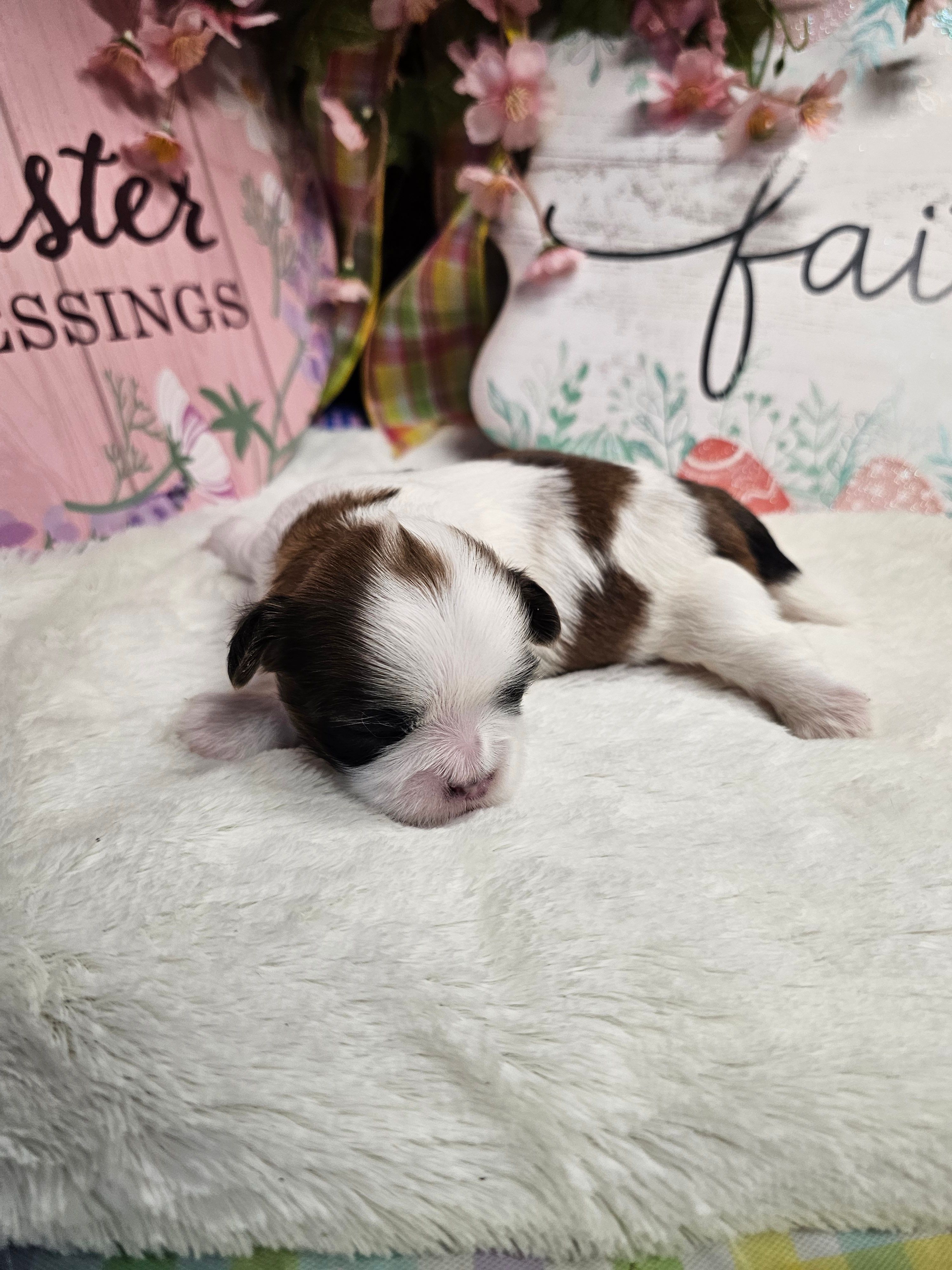 Theo Ckc – Shih Tzu puppy for sale in Blairsville, GA