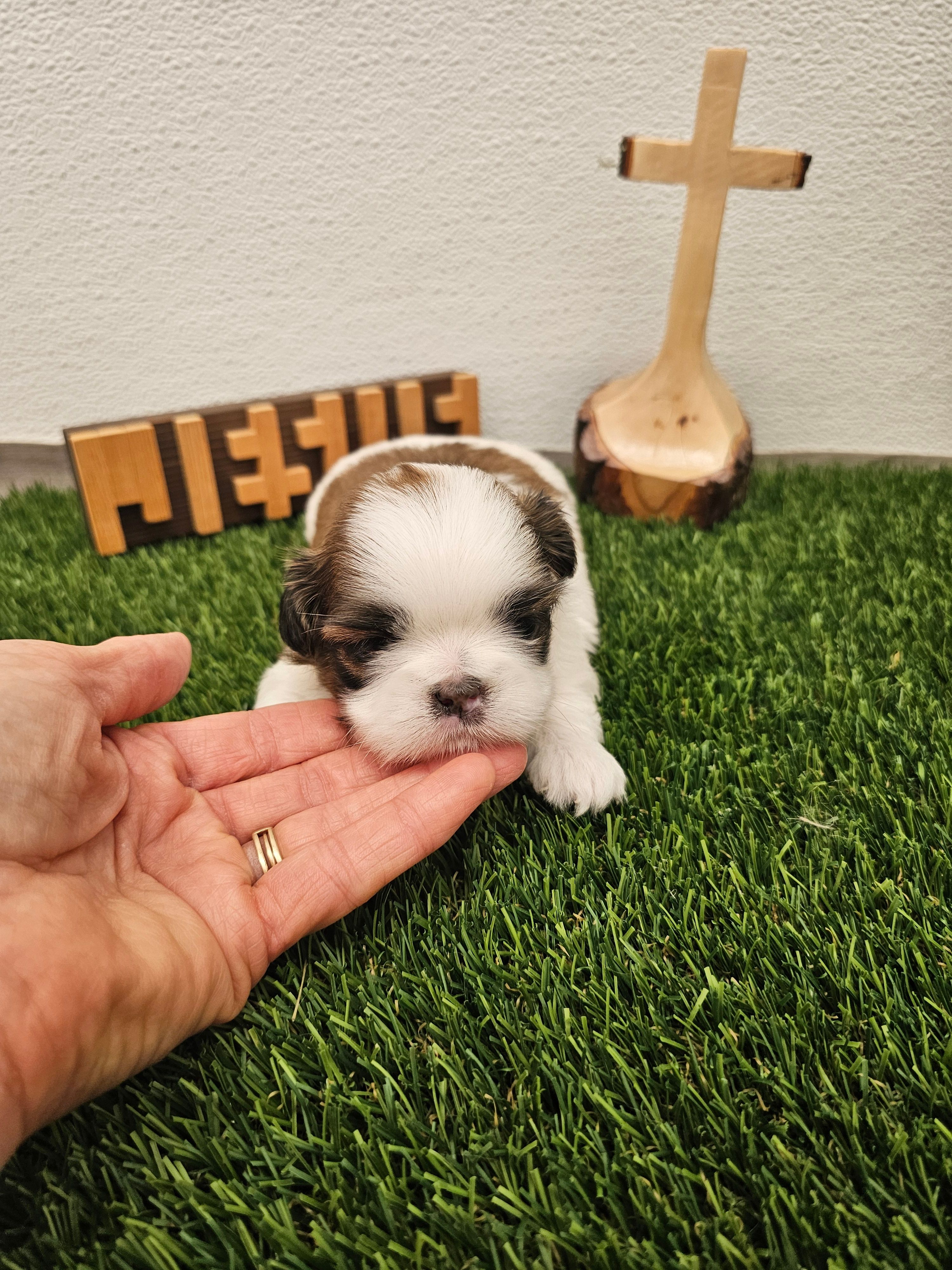 Theo Ckc – Shih Tzu puppy for sale in Blairsville, GA