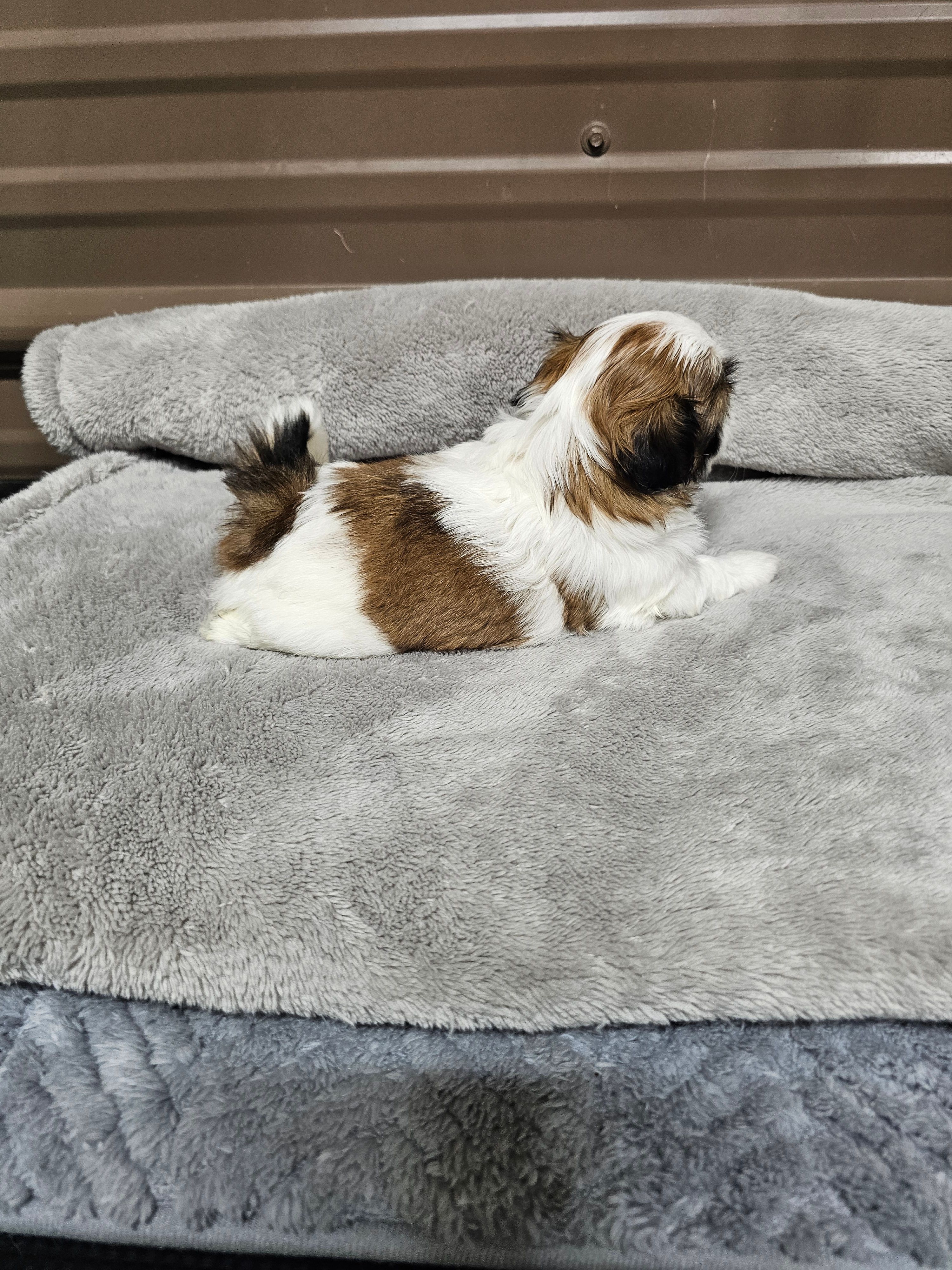 Theo Ckc – Shih Tzu puppy for sale in Blairsville, GA