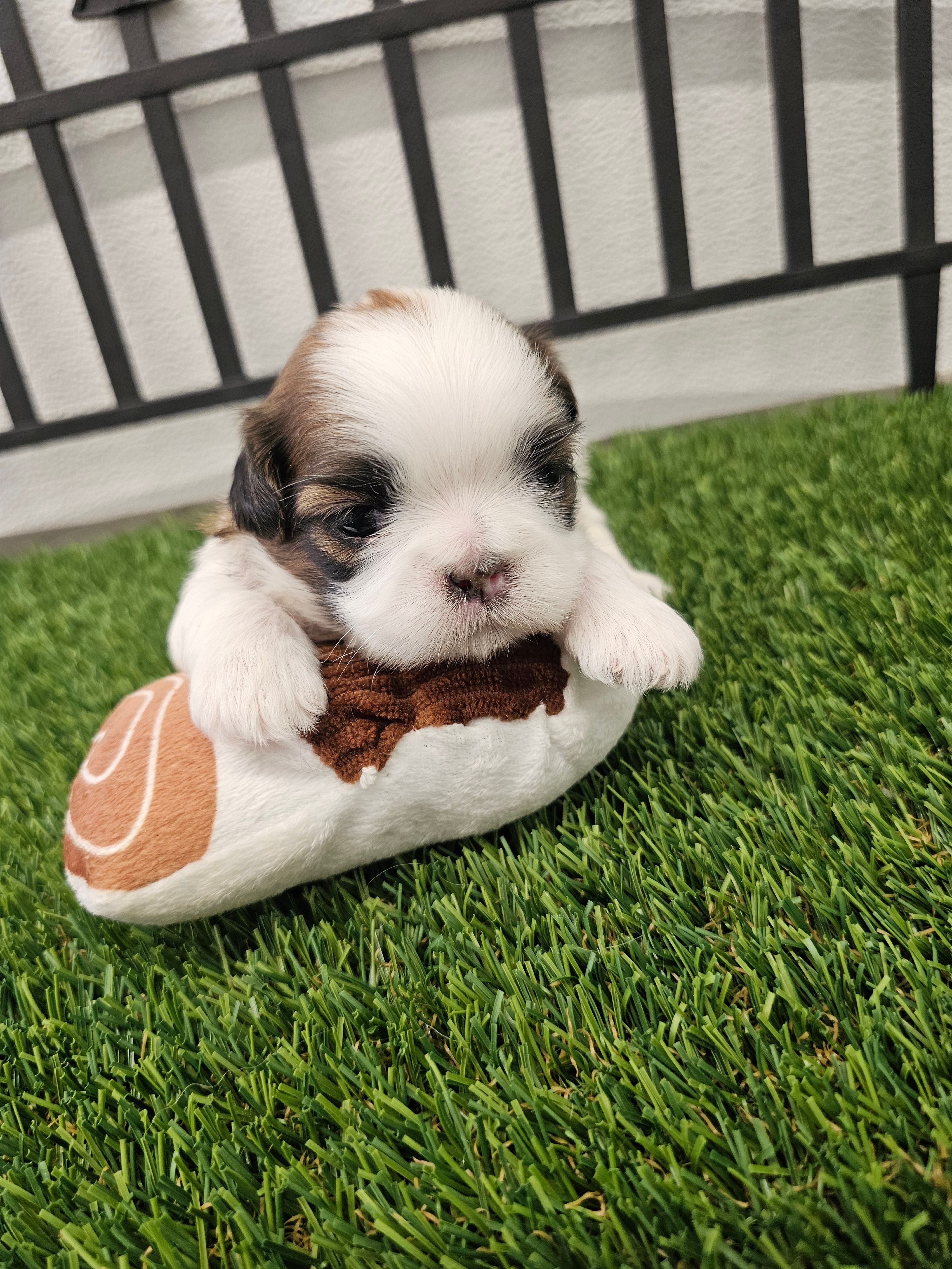 Theo Ckc – Shih Tzu puppy for sale in Blairsville, GA