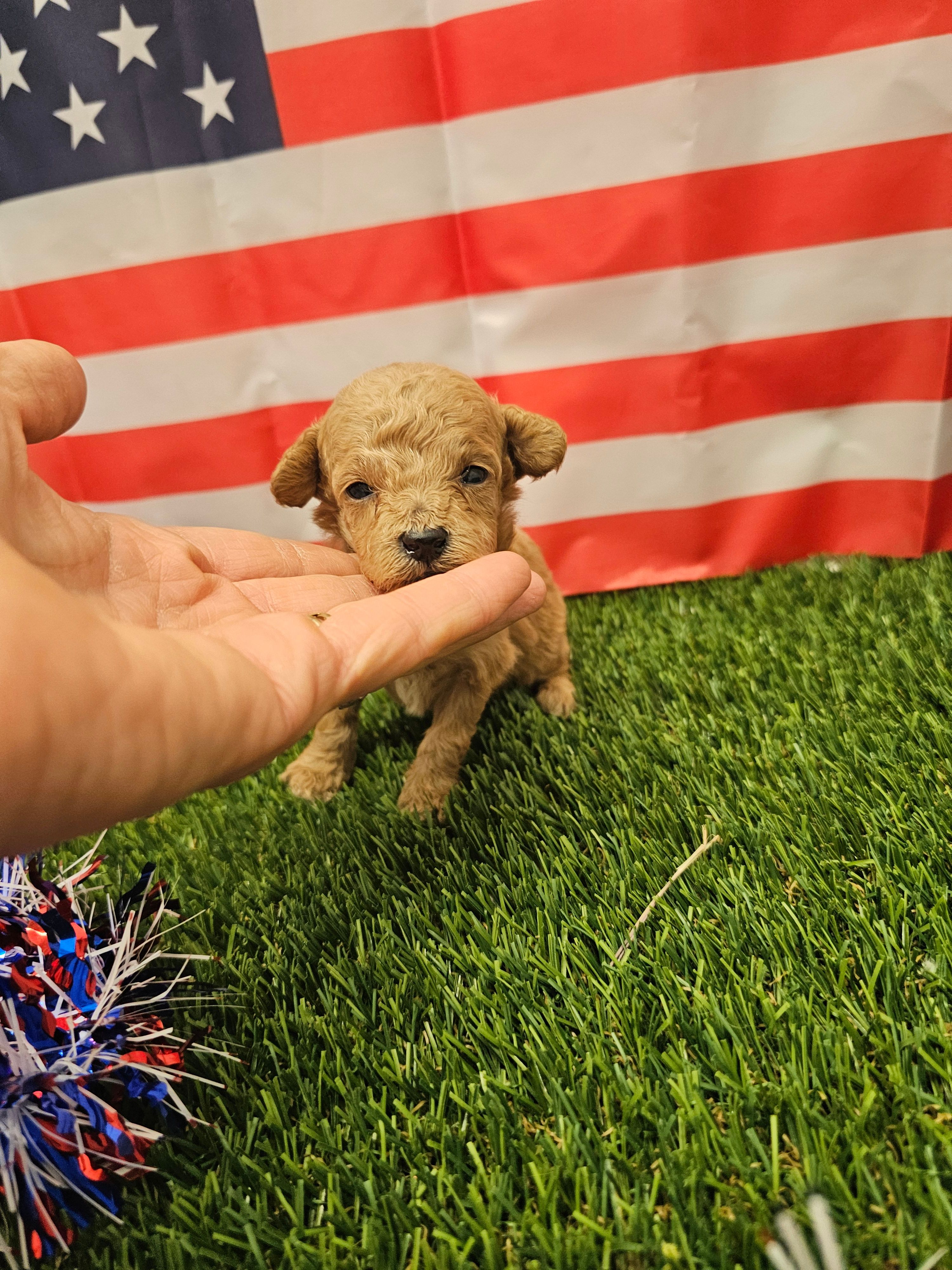 Penny Ckc – Poodle - Toy  puppy for sale in Blairsville, GA