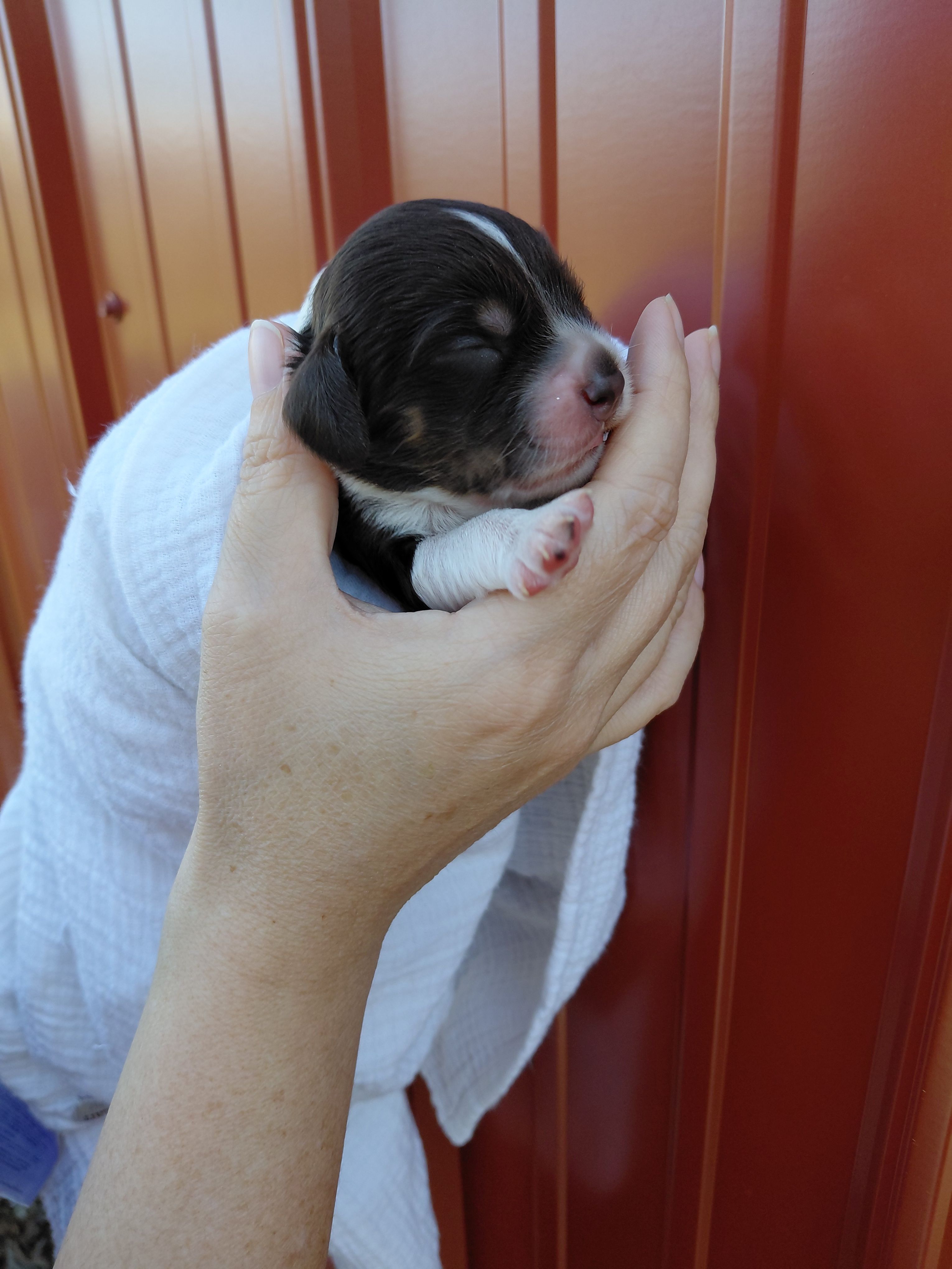 Shadow – Cockapoo puppy for sale in Lincoln, MO