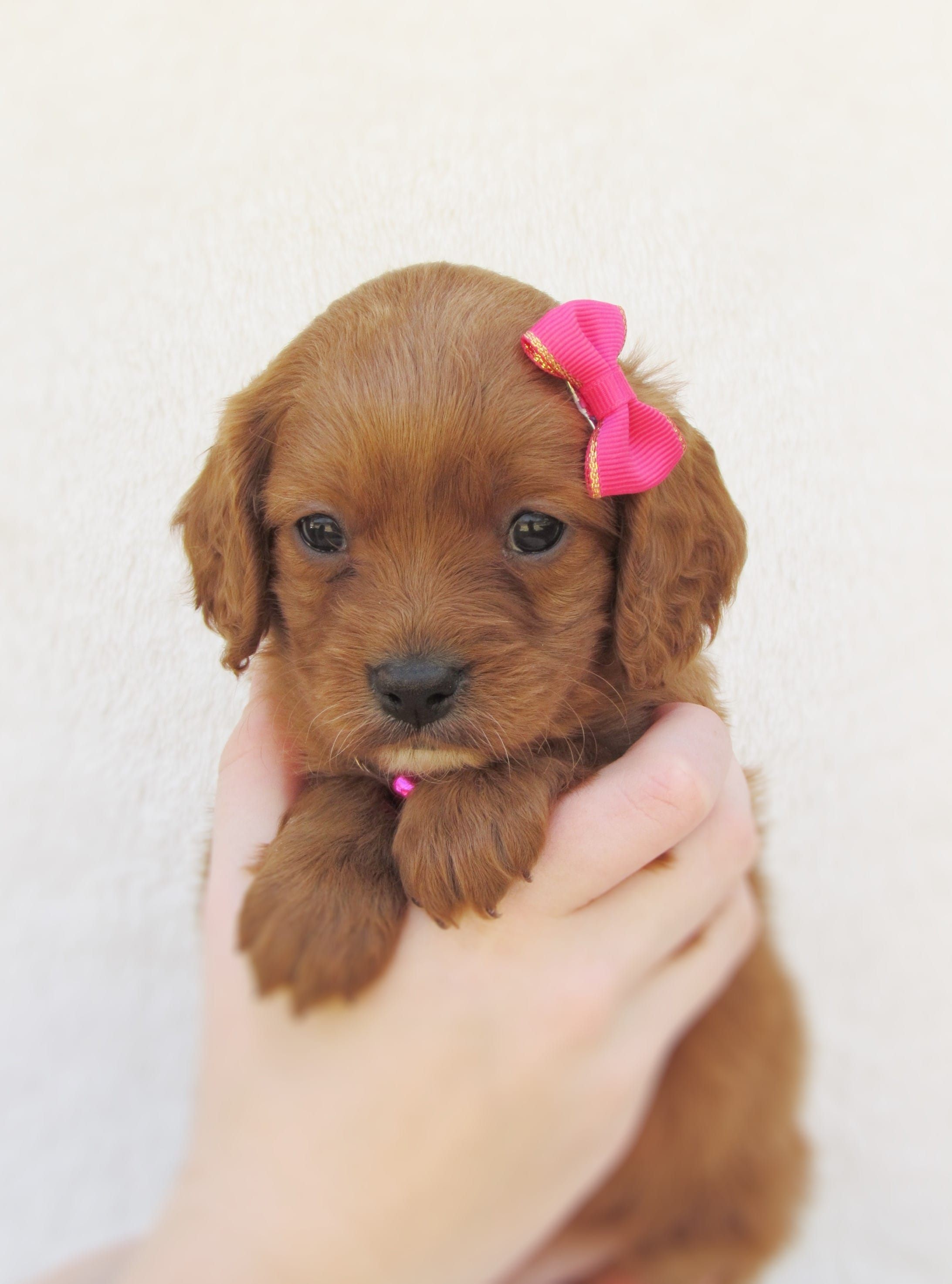 Dolly – Cavapoo puppy for sale in Lincoln, MO