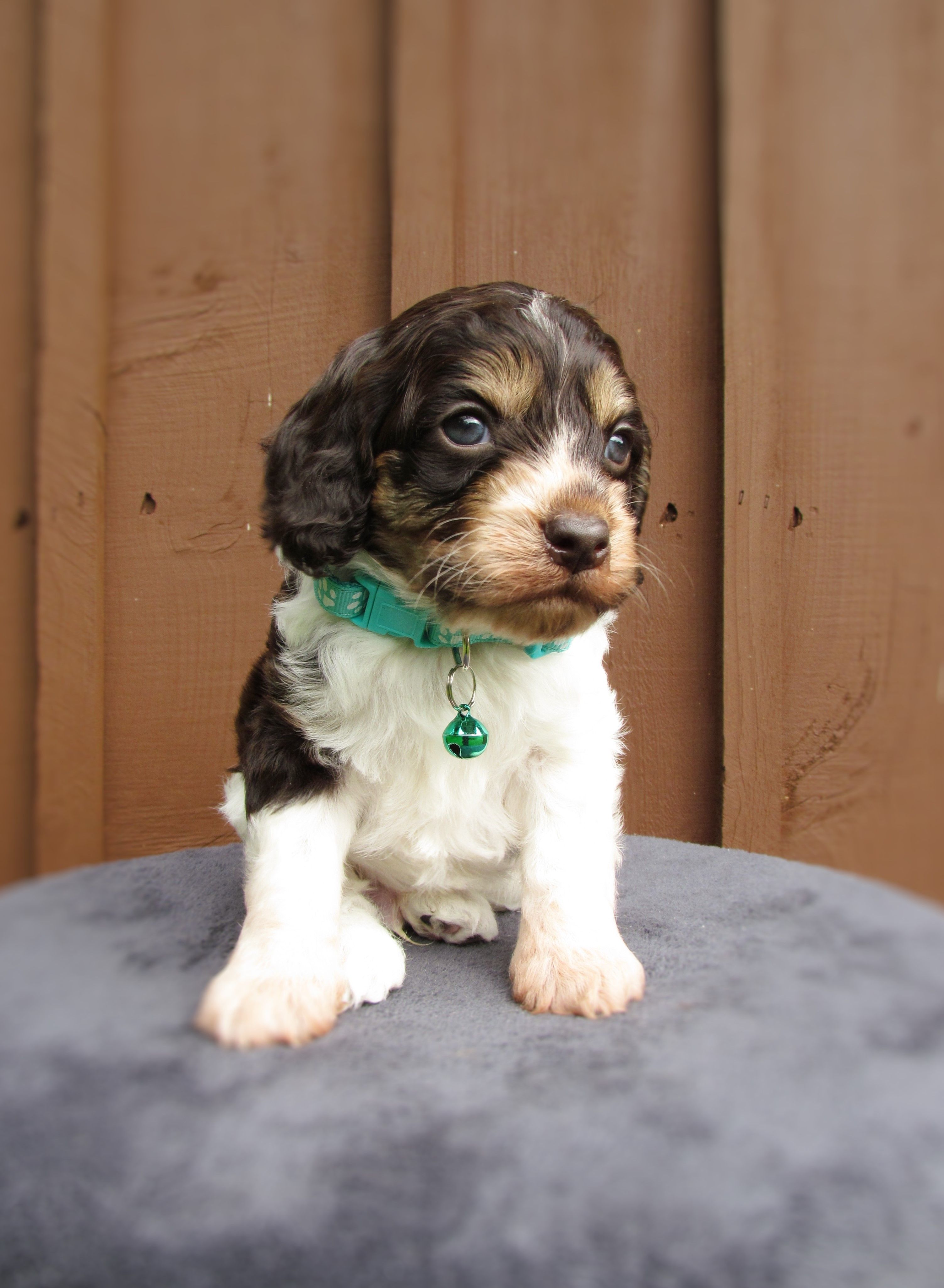 Shadow – Cockapoo puppy for sale in Lincoln, MO