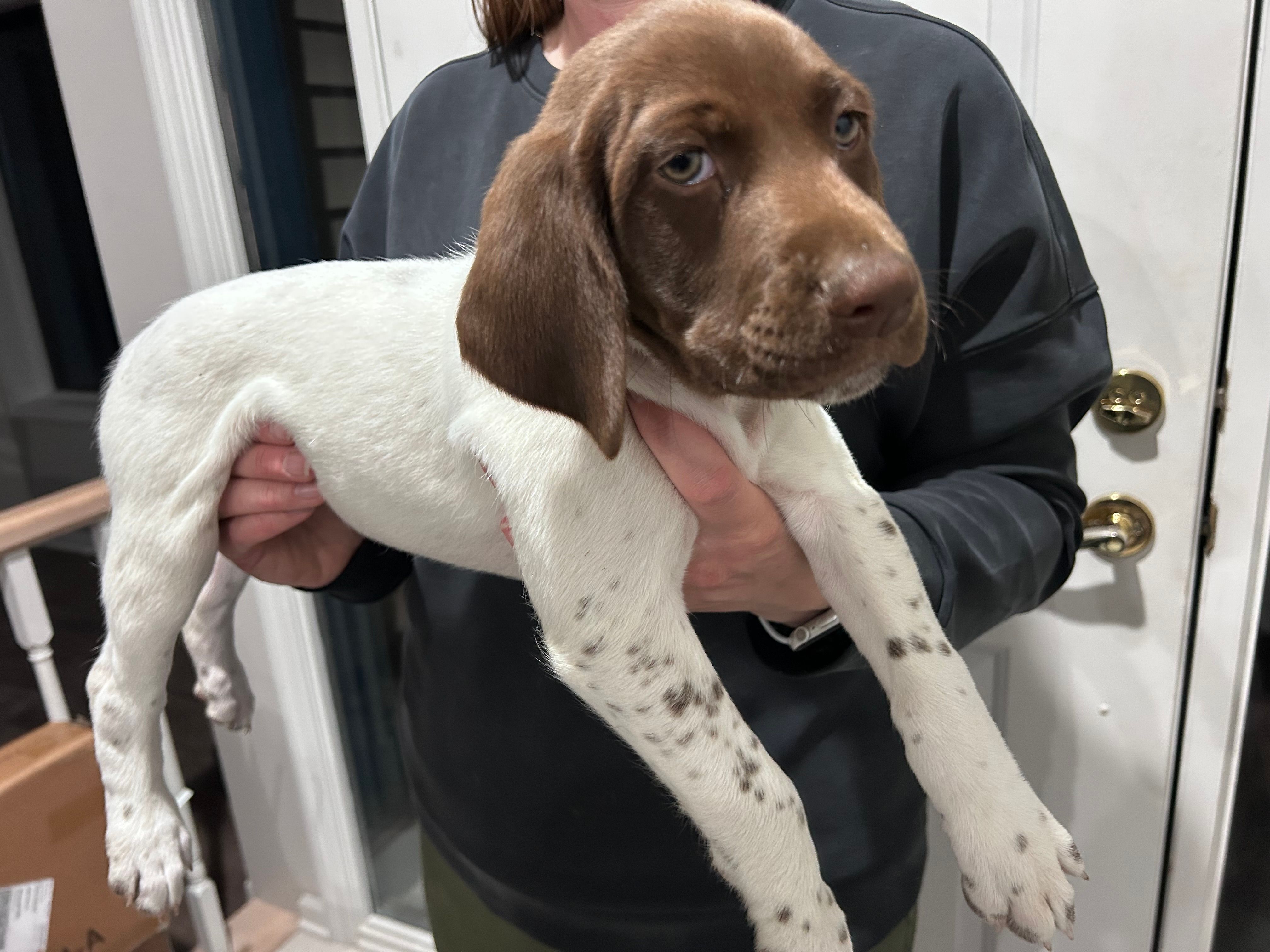 Lainey – German Shorthaired Pointer puppy for sale in Melrose, MN