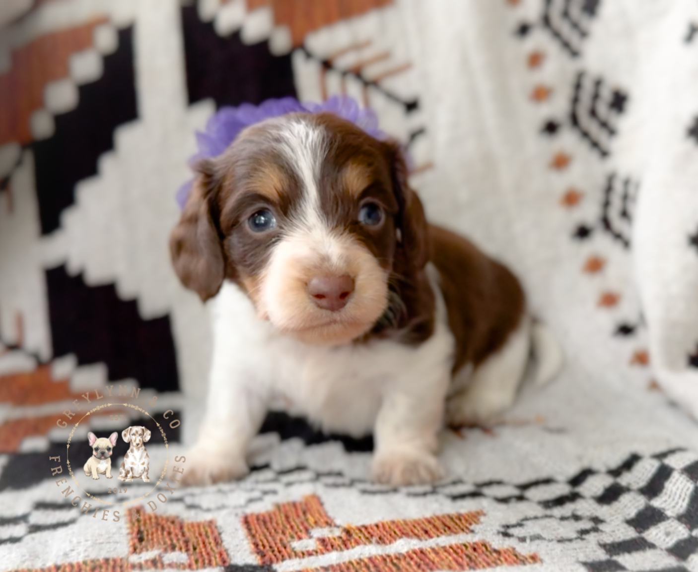 Lindt LH Choc and Tan Pied AKC – Miniature Dachshund puppy for sale in Fort Worth, TX
