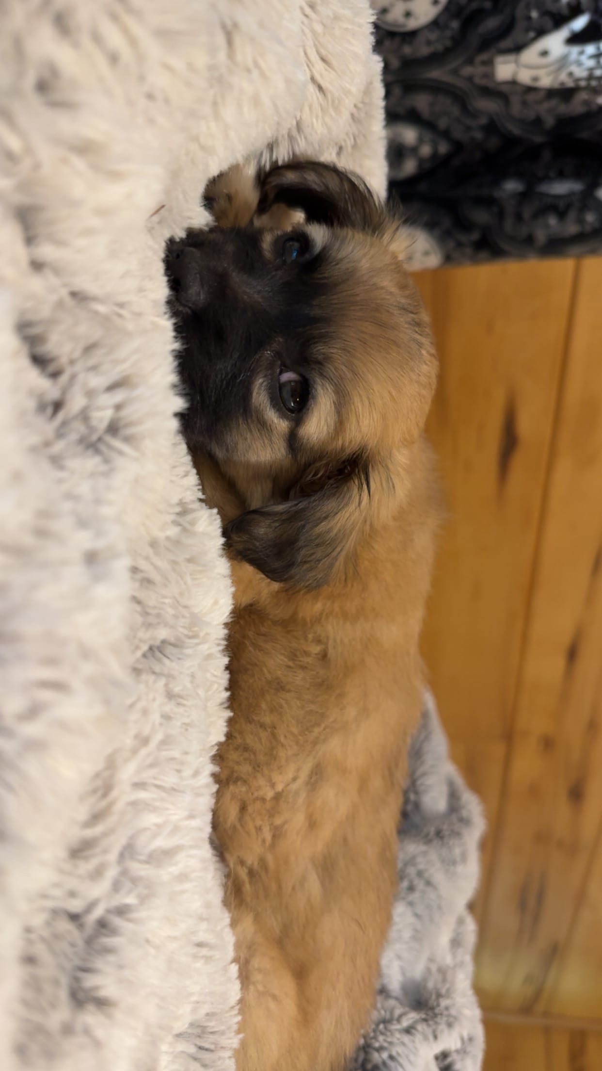 Remy – Pomapoo puppy for sale in Sandstone, WV