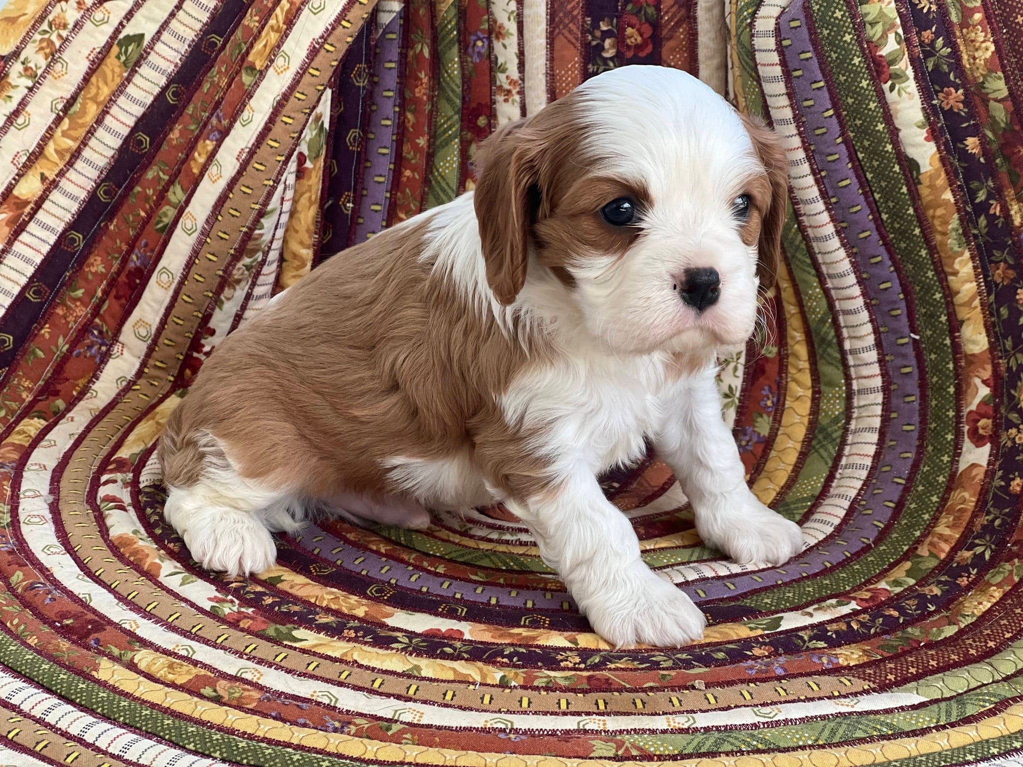Daughtry – Cavalier King Charles Spaniel puppy for sale in Farmerville, LA