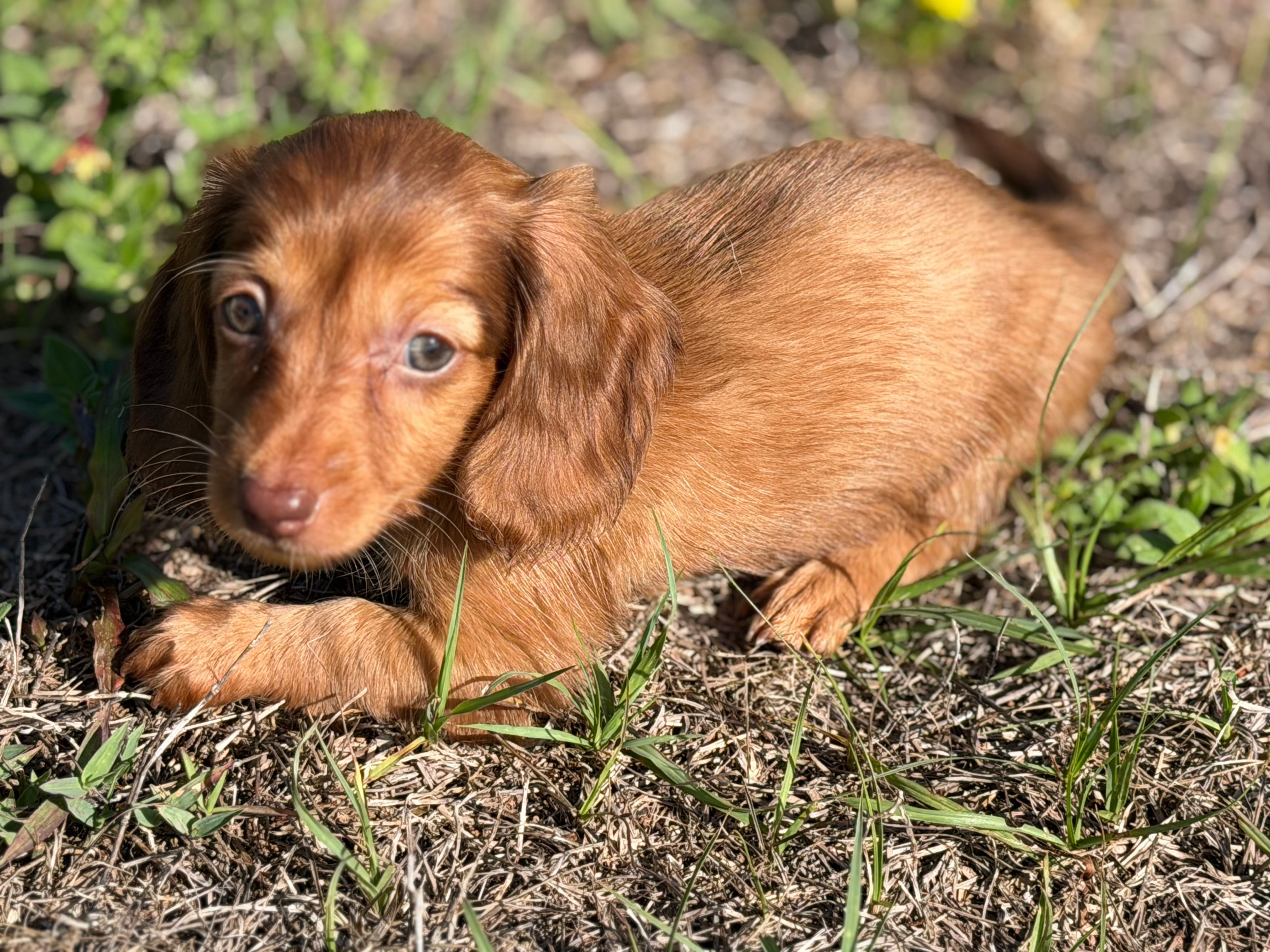 Skylar – Miniature Dachshund puppy for sale in Spring Hill, FL