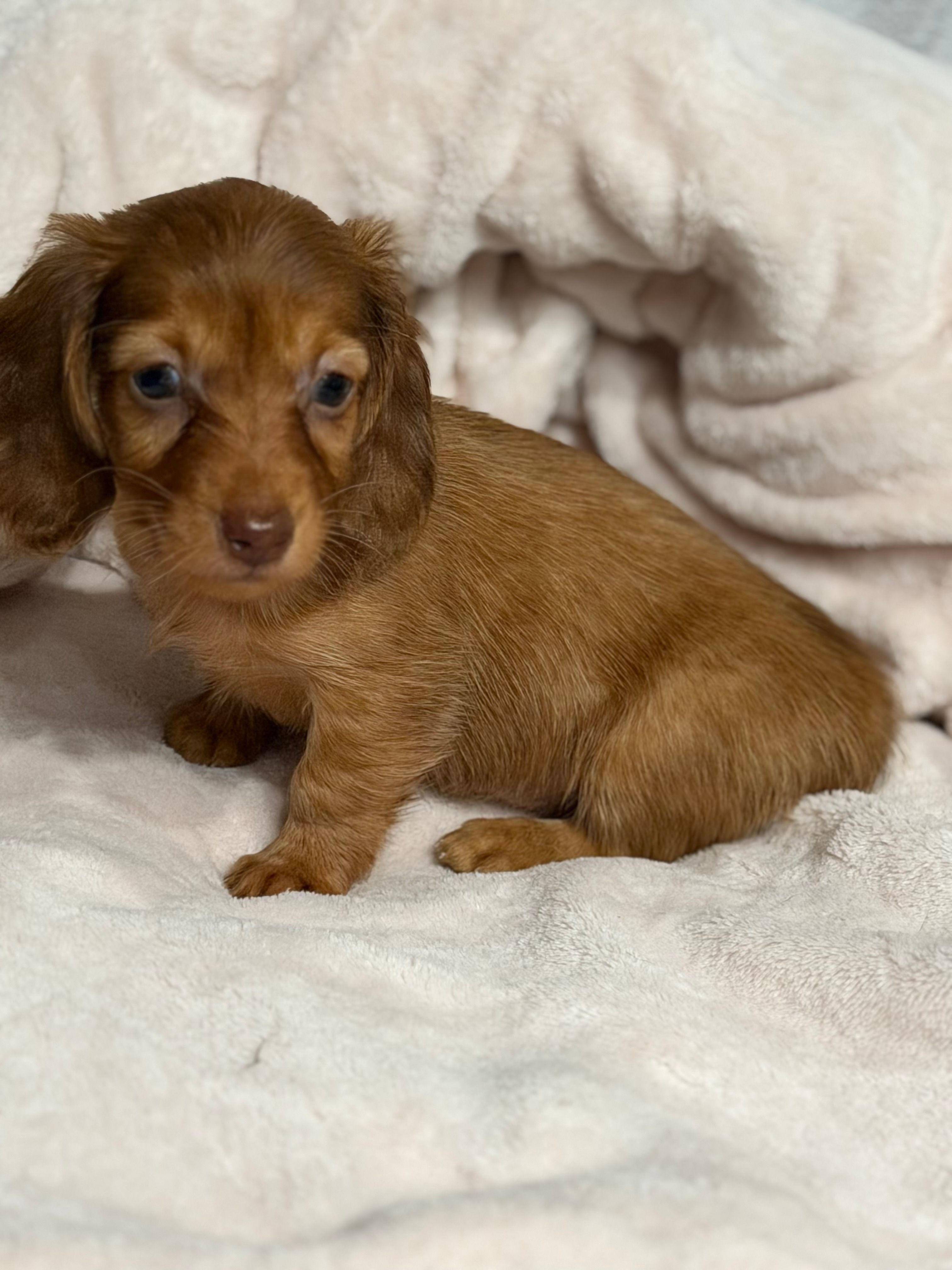 Rosie – Miniature Dachshund puppy for sale in Spring Hill, FL