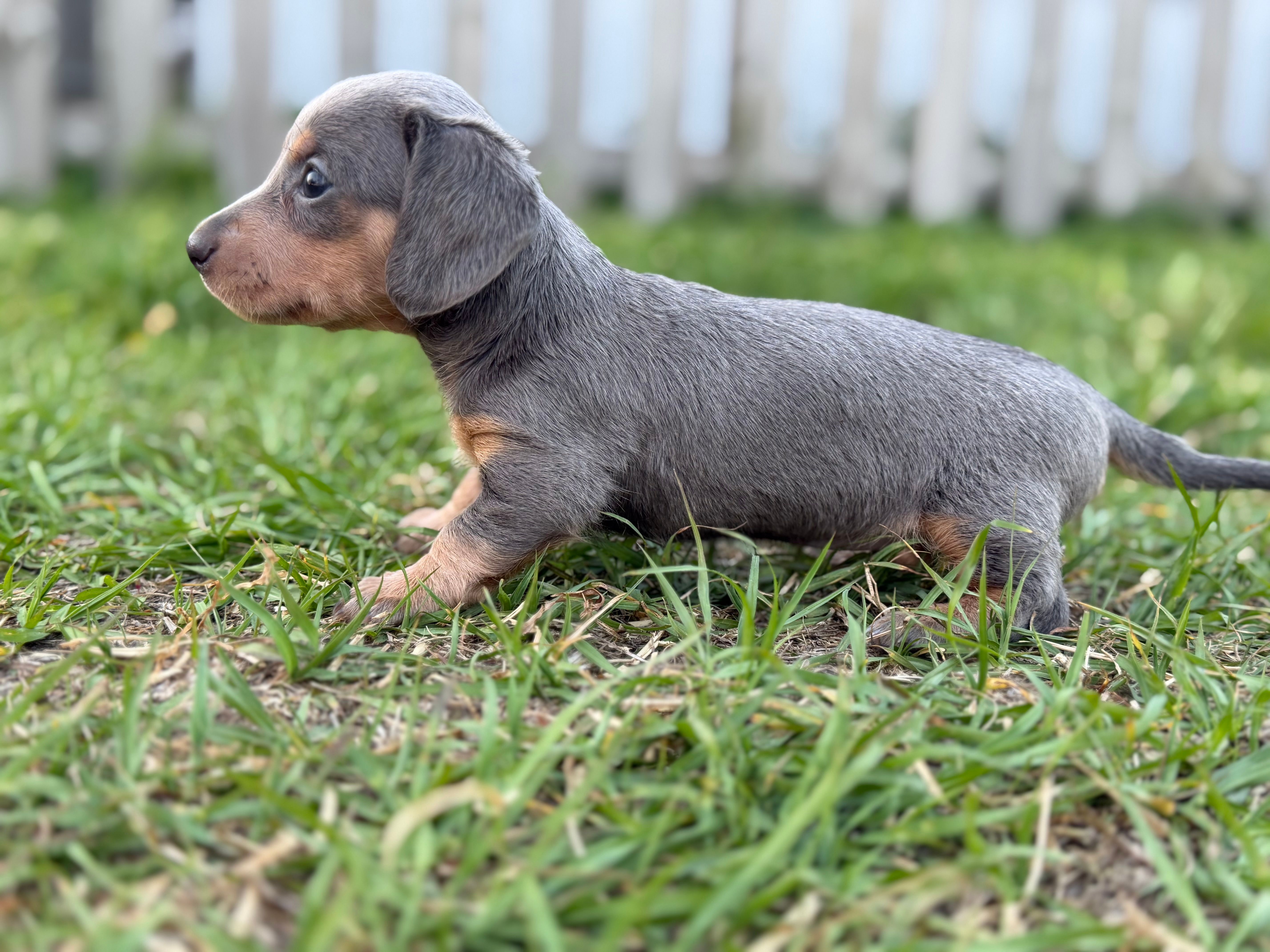 SHARYAN – Miniature Dachshund puppy for sale in Spring Hill, FL