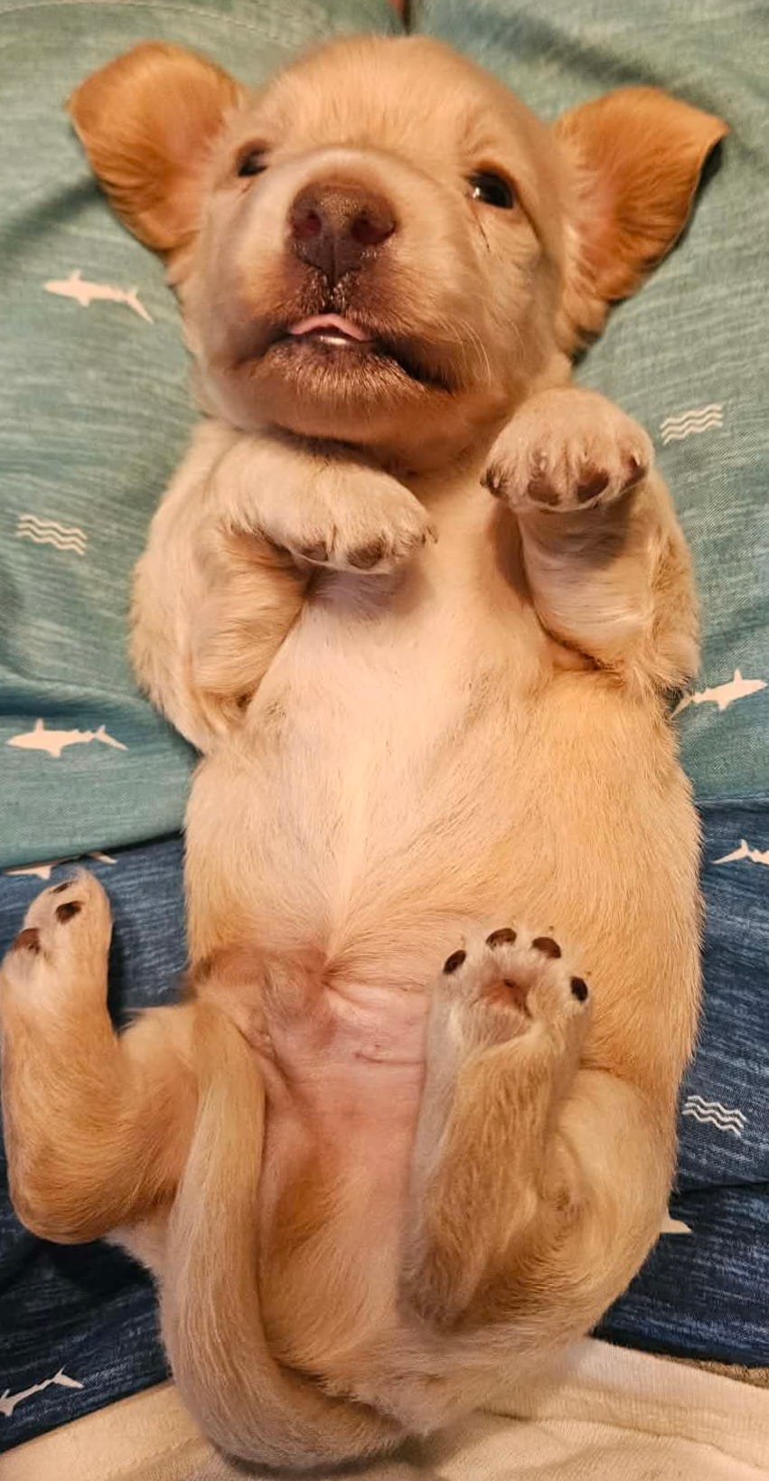 Stella's Red Boy – Miniature Dachshund puppy for sale in Norris City, IL