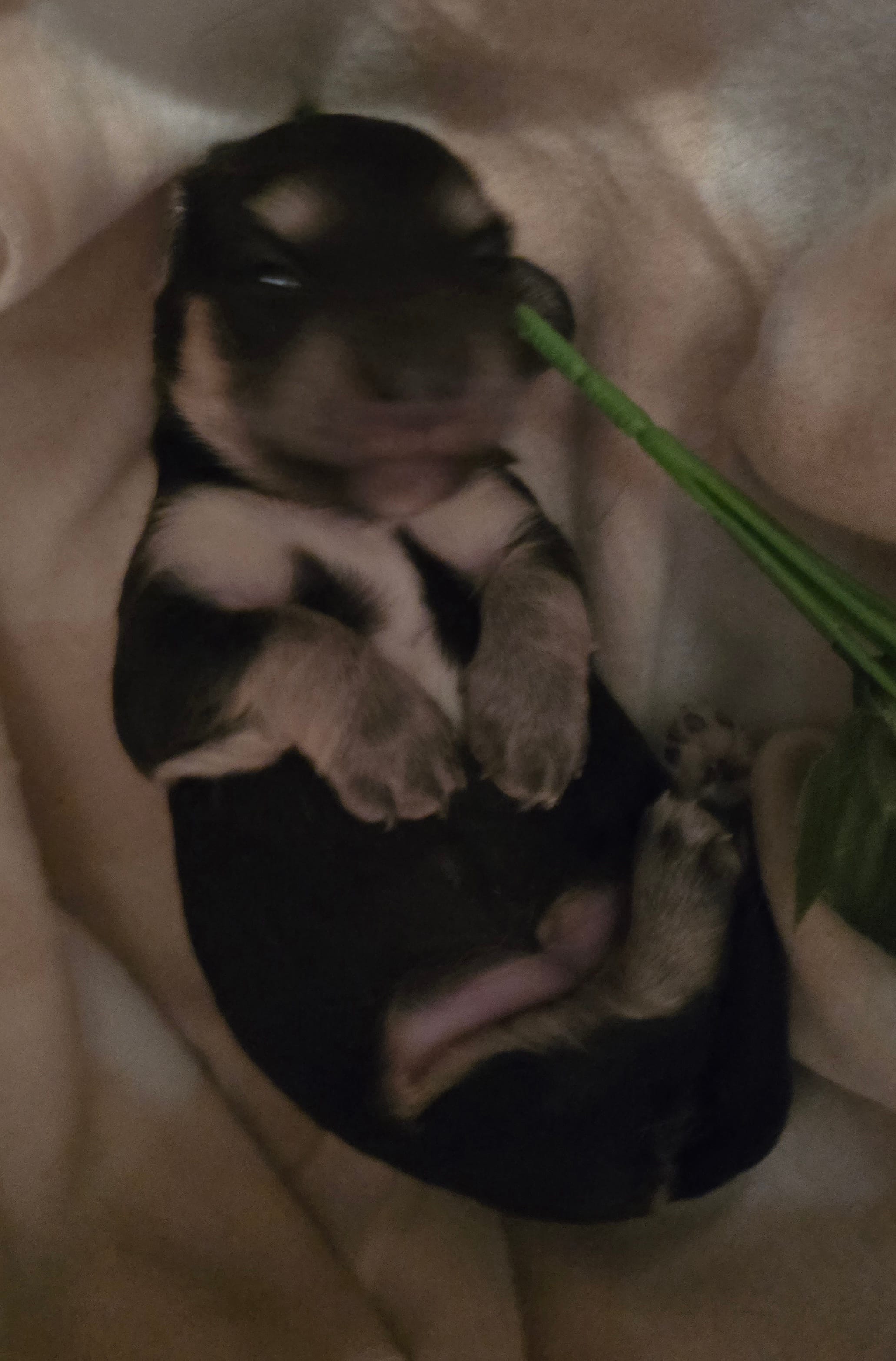 Lady's Black and cream piebald  – Miniature Dachshund puppy for sale in Norris City, IL