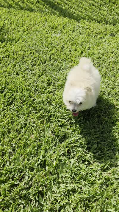 Milo, a male Pomapoo for sale in Houston, TX – 2 of 5