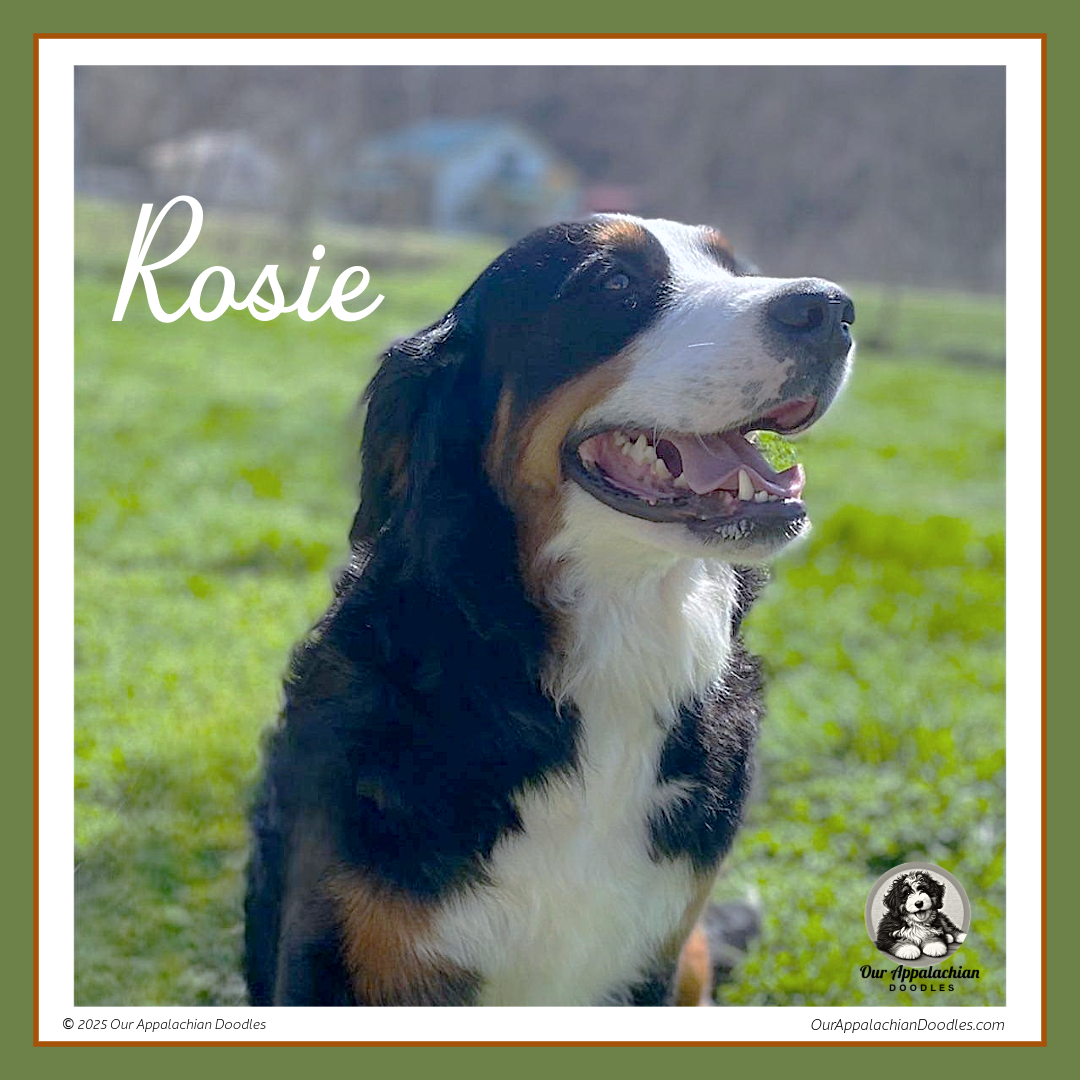 Rosie - AKC 3+ Yrs – Bernese Mountain Dog puppy for sale in Branchland, WV