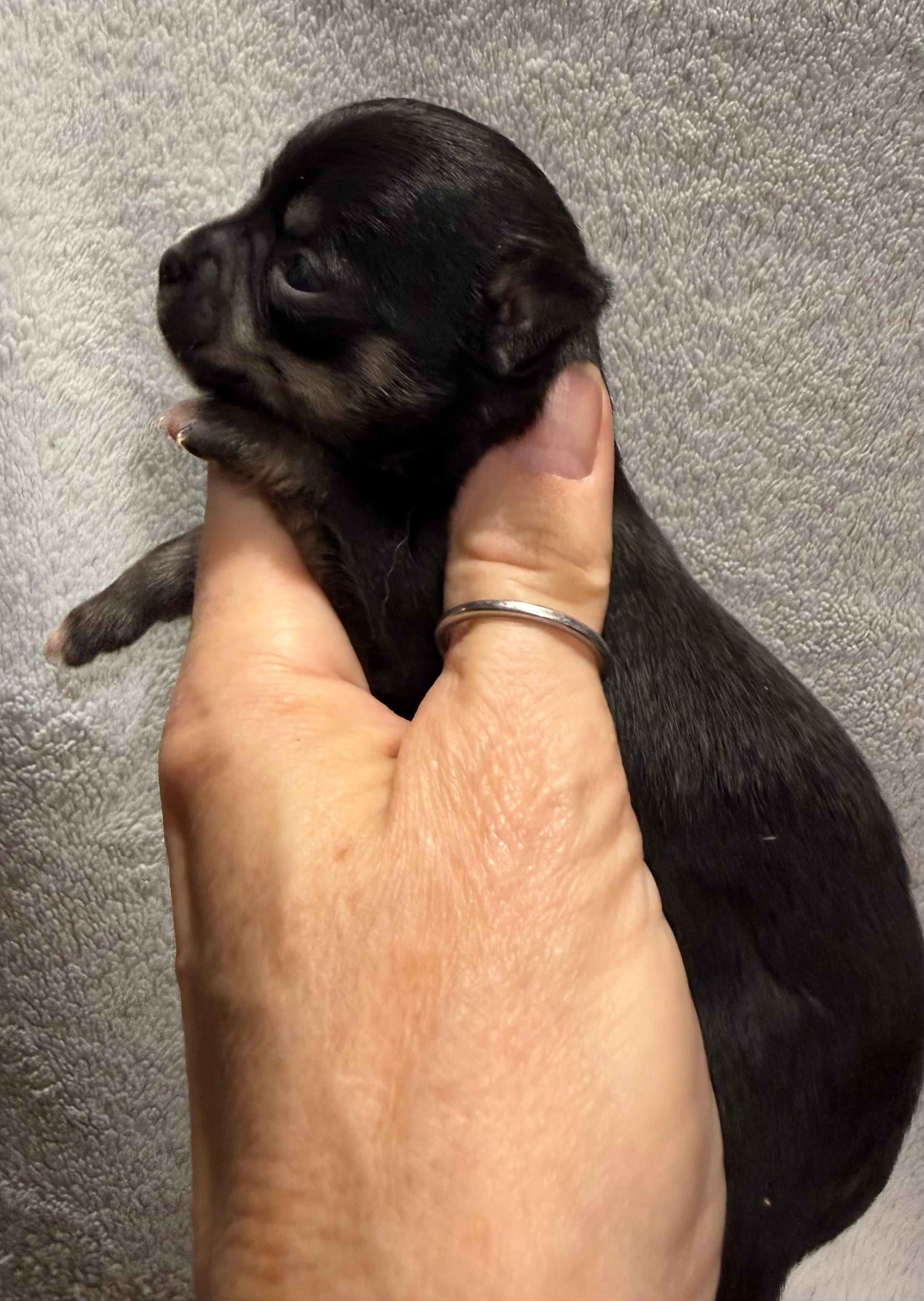 AKC Black Smoothcoat – Chihuahua puppy for sale in Meadville, PA