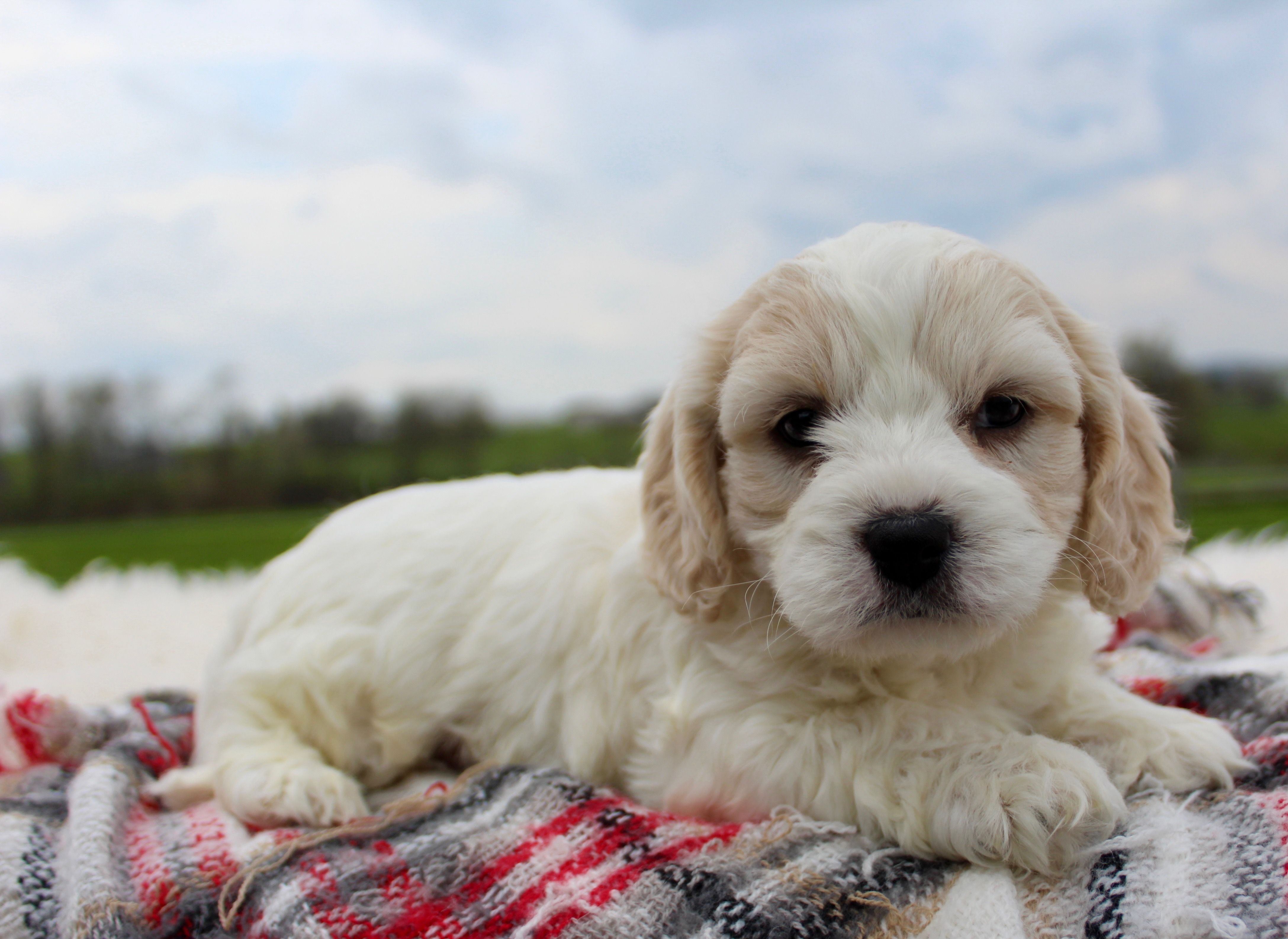 Cavachon Male #3 – Cavachon puppy for sale in Orlando, FL