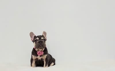 Kika, a female French Bulldog for sale in Palm Beach, FL – 2 of 9