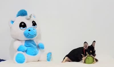Catelyn, a male French Bulldog for sale in Palm Beach, FL – 2 of 6