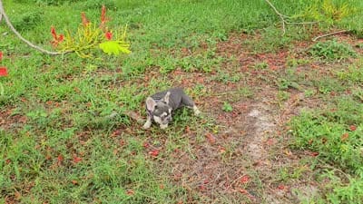 Kika, a female French Bulldog for sale in Palm Beach, FL – 4 of 9