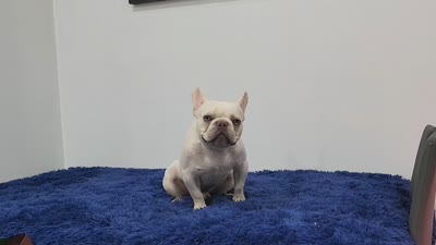 Mason, a male French Bulldog for sale in Palm Beach, FL – 4 of 9