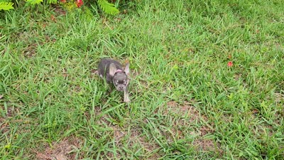 Adriana, a female French Bulldog for sale in Palm Beach, FL – 4 of 5