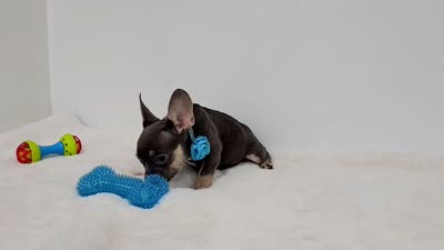Adriana, a female French Bulldog for sale in Palm Beach, FL – 2 of 5