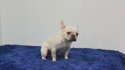 Mason, a male French Bulldog for sale in Palm Beach, FL – 2 of 9
