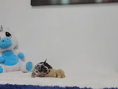 Aurora, a female French Bulldog for sale in Palm Beach, FL – 2 of 9