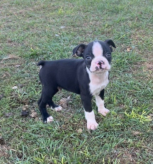#36 – Boston Terrier puppy for sale in Hartford, AL