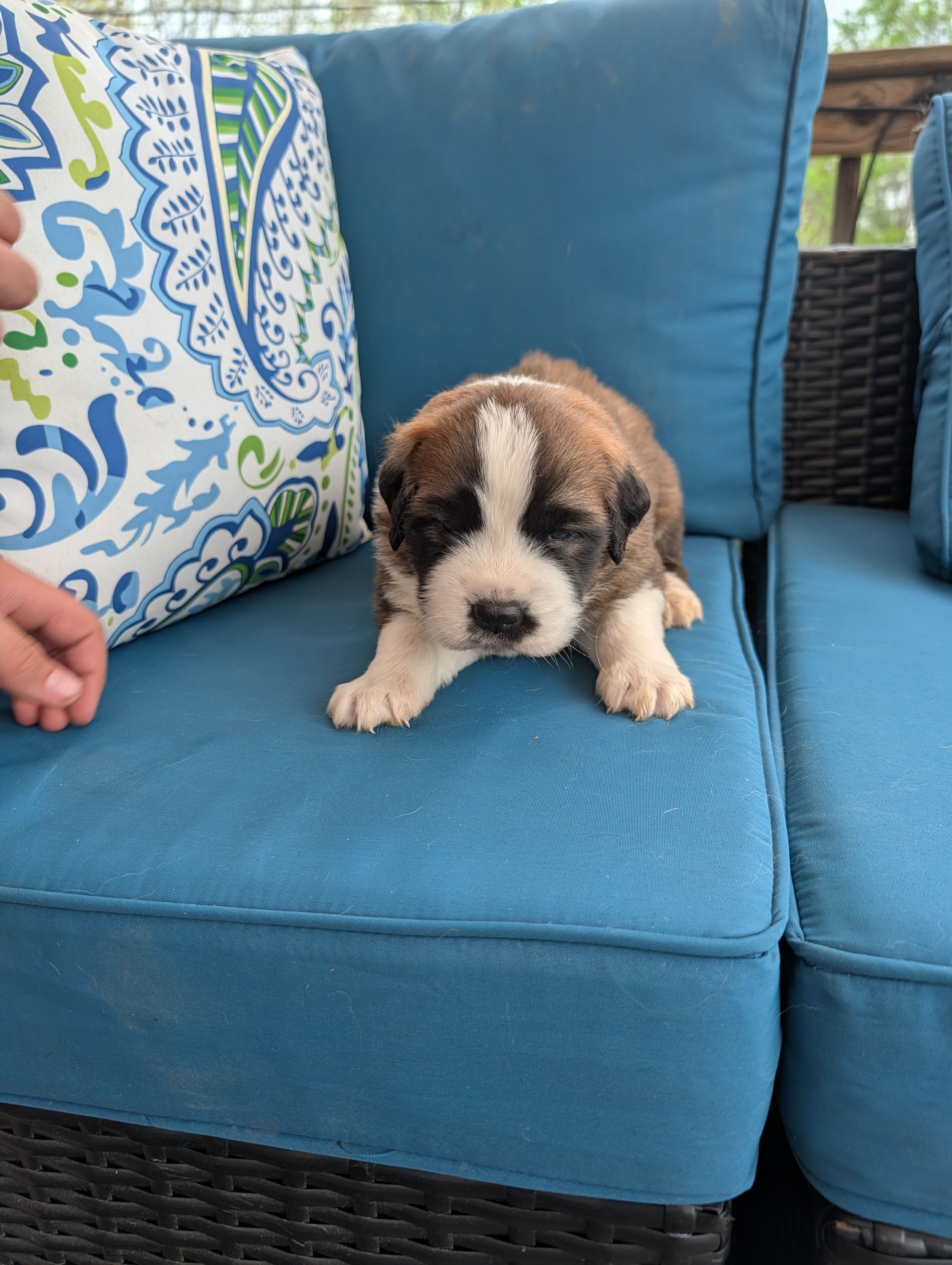 Appa – Saint Bernard puppy for sale in Dickson, TN