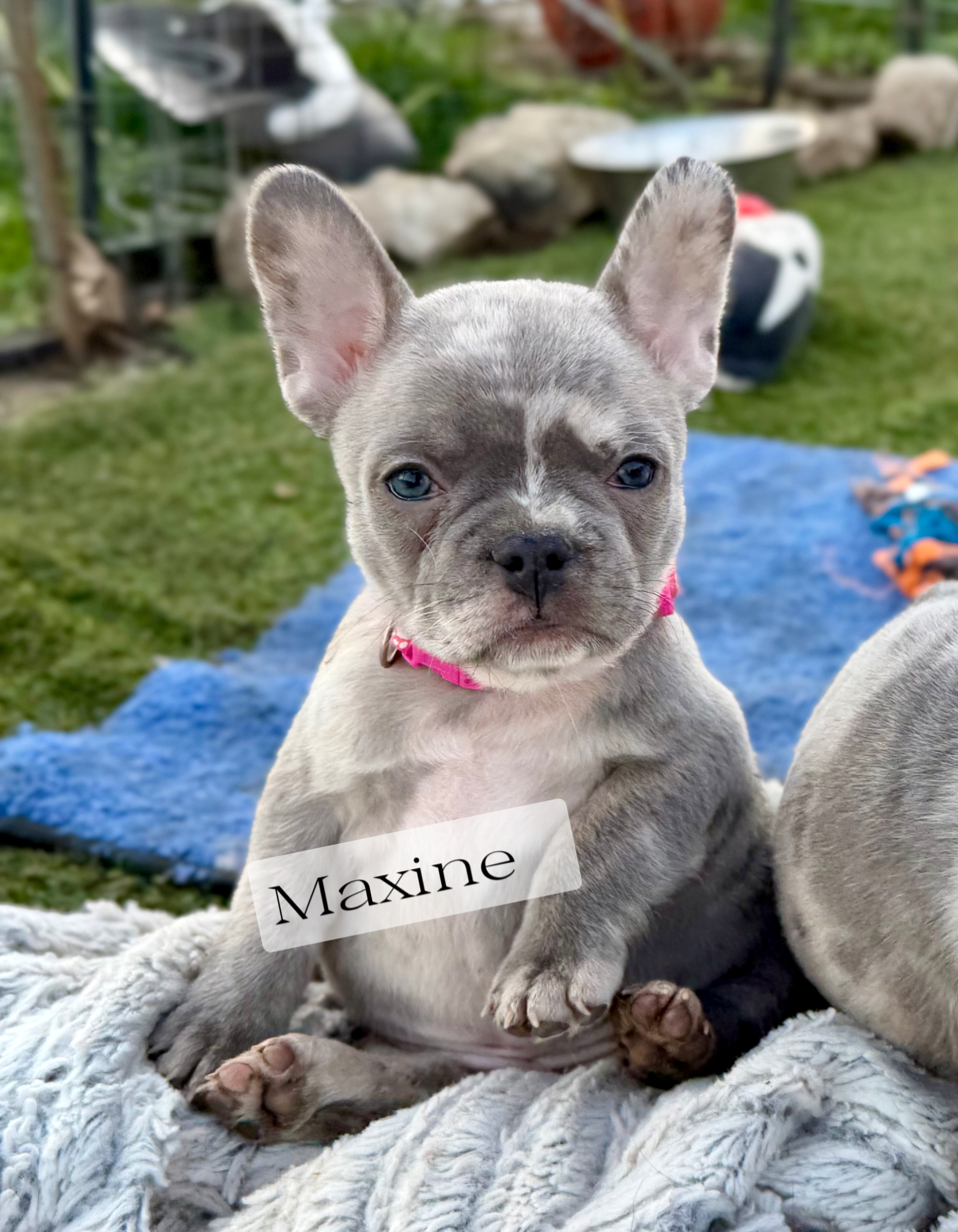 Maxine – French Bulldog puppy for sale in Baldwin City, KS
