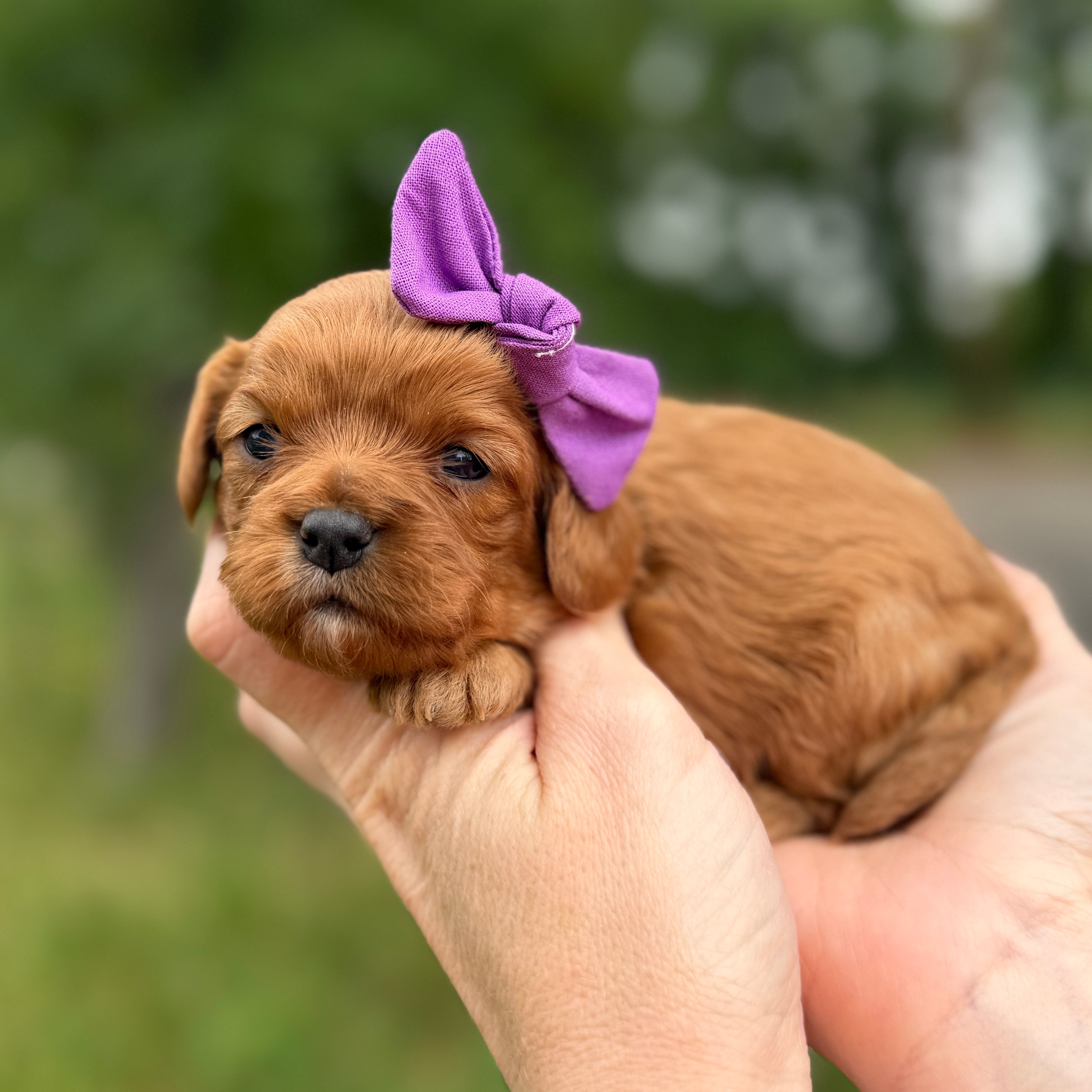 Lola – Cavapoo puppy for sale in Dallas, TX