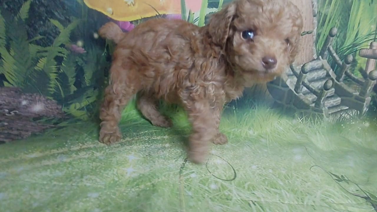 Paddington 4.5lbs estimate – Poodle - Toy  puppy for sale in Southgate, MI