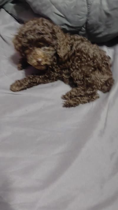 Prue 6 lbs Estimate see Video, a female Poodle - Toy  for sale in Southgate, MI – 2 of 6