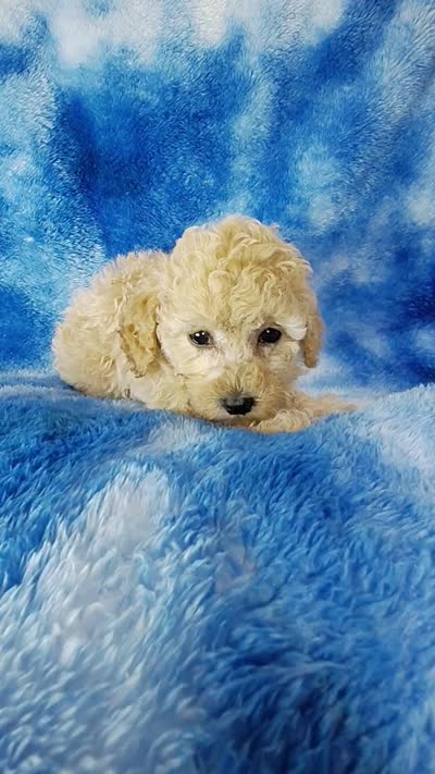 Dott, a female Poodle - Toy  for sale in Southgate, MI – 2 of 10