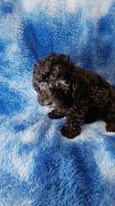 Gray toy poos start out black, a male Poodle - Toy  for sale in Southgate, MI – 2 of 10