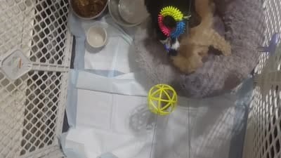 Blue/gray Wesley toy poodle, a male Poodle - Toy  for sale in Southgate, MI – 2 of 9