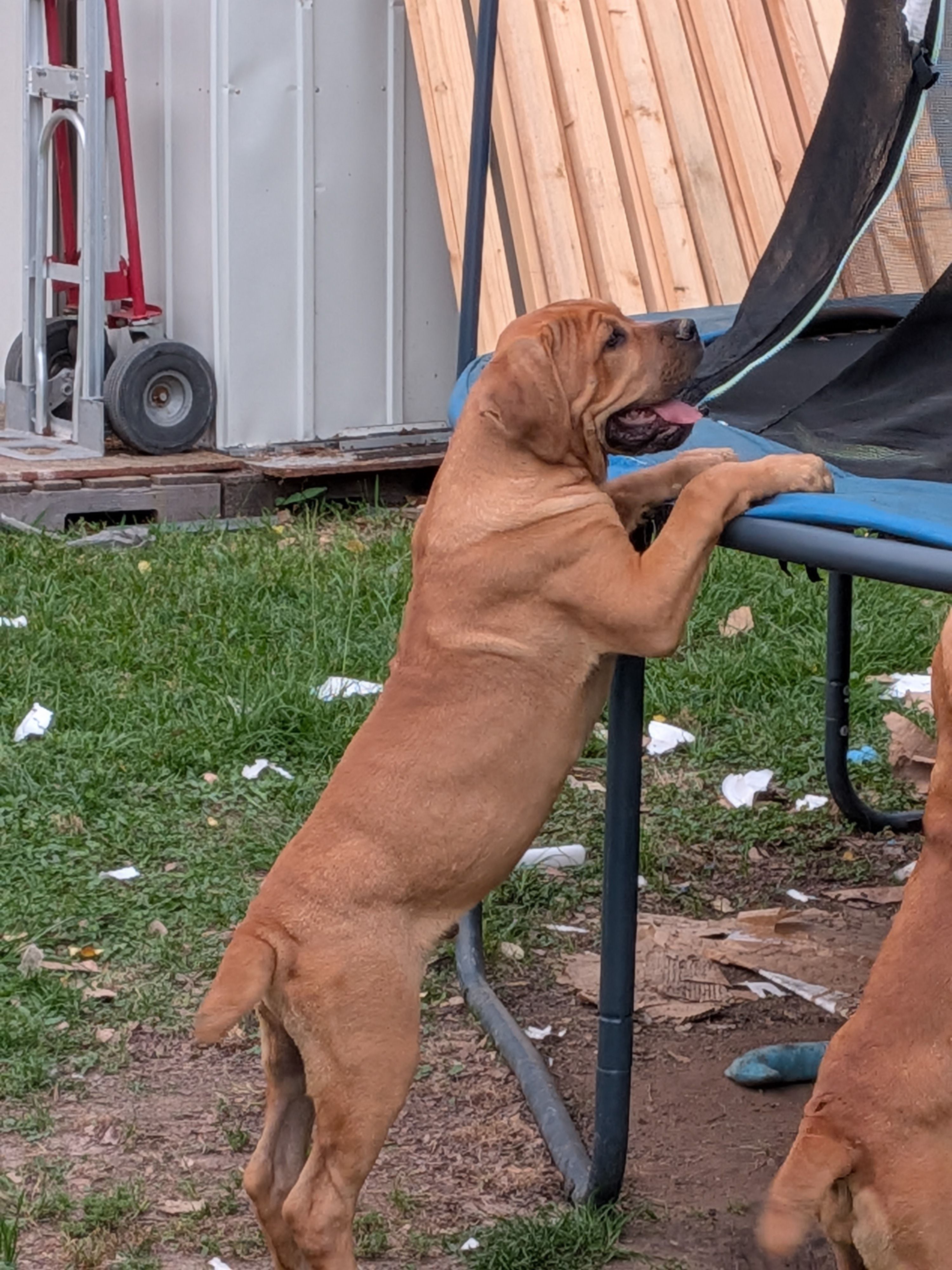 Leo – Cane Corso puppy for sale in Orange Grove, TX