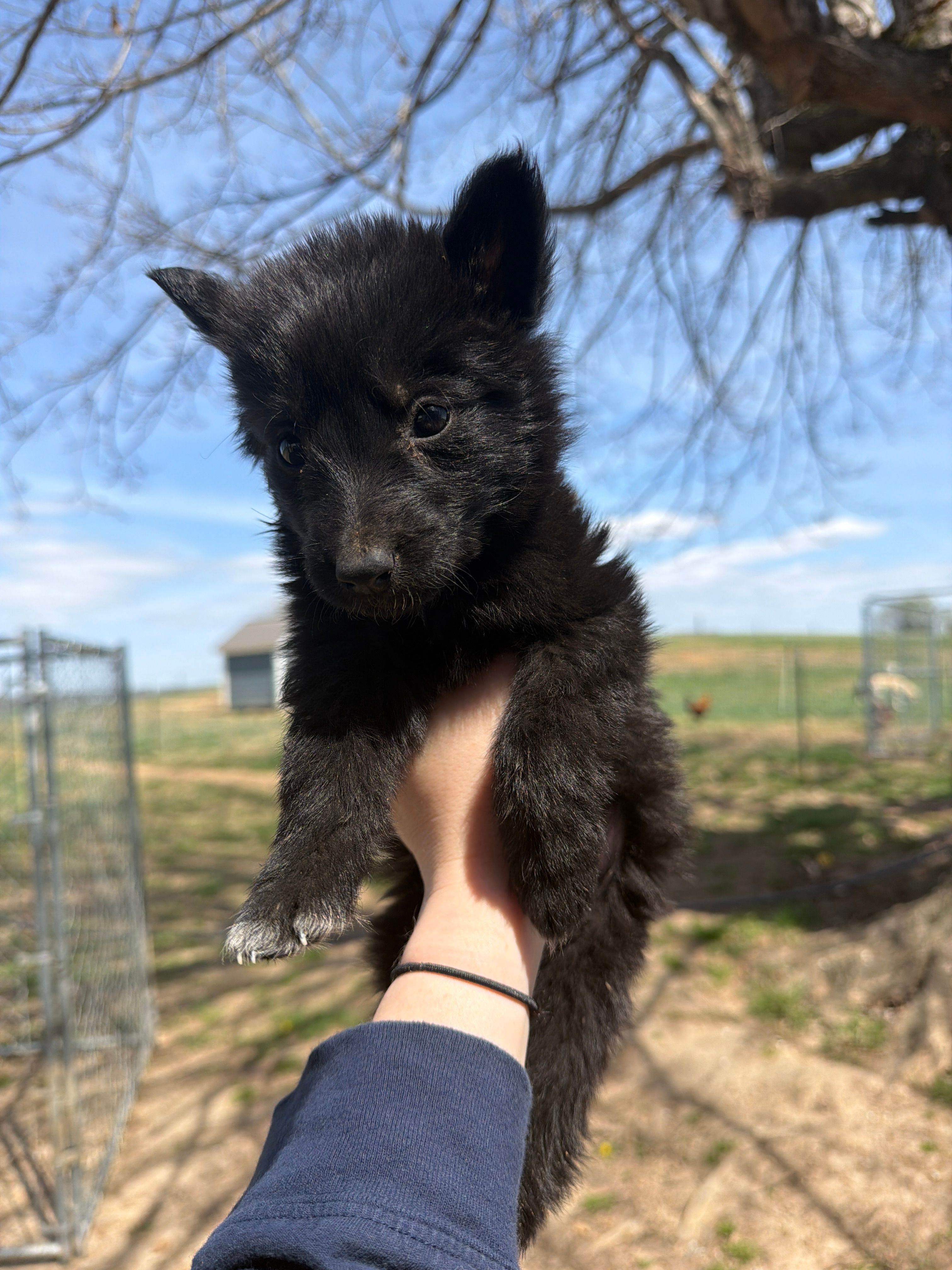 Green collar male  – German Shepherd Dog puppy for sale in Bowling Green, KY