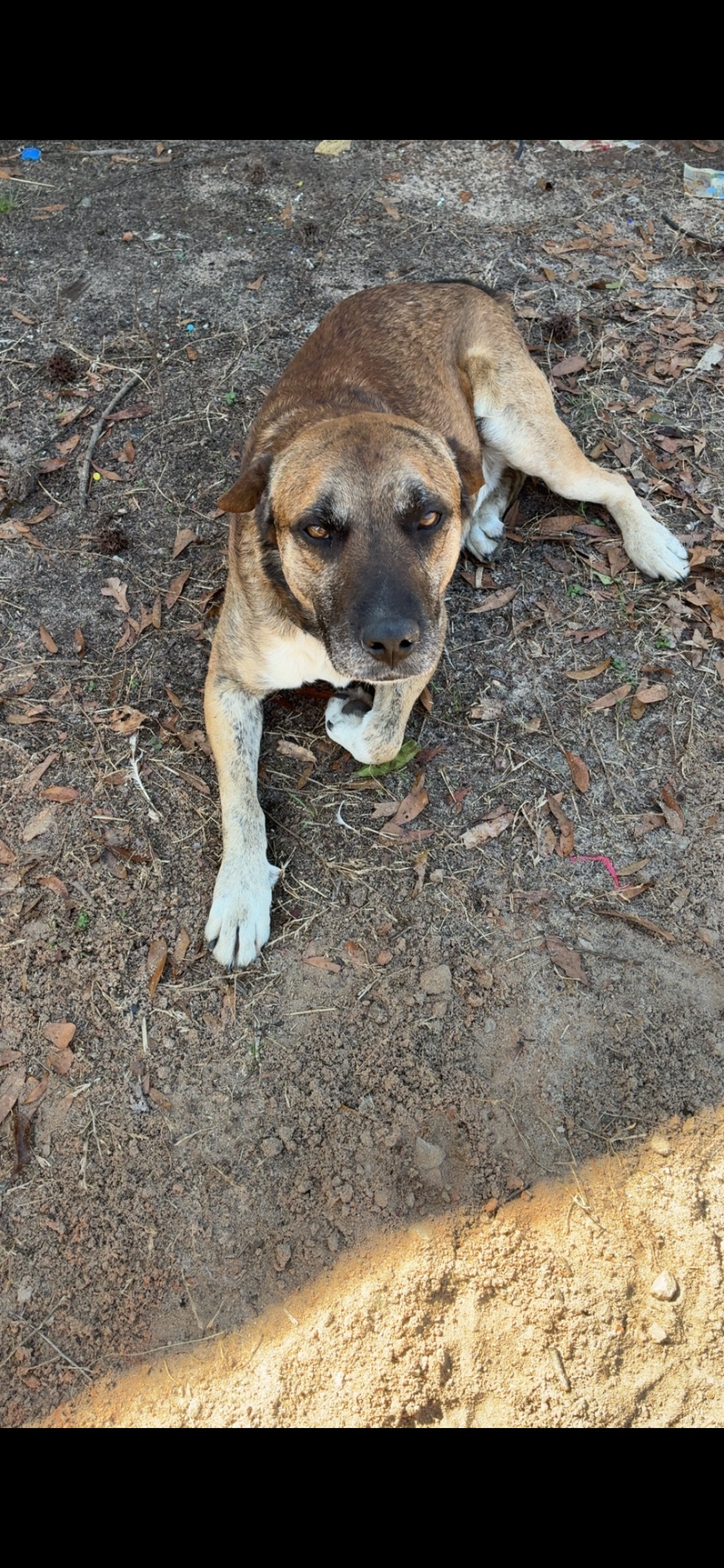 Buddy (FREE) – American Pit Bull Terrier, Mountain Cur puppy for sale in Augusta, GA
