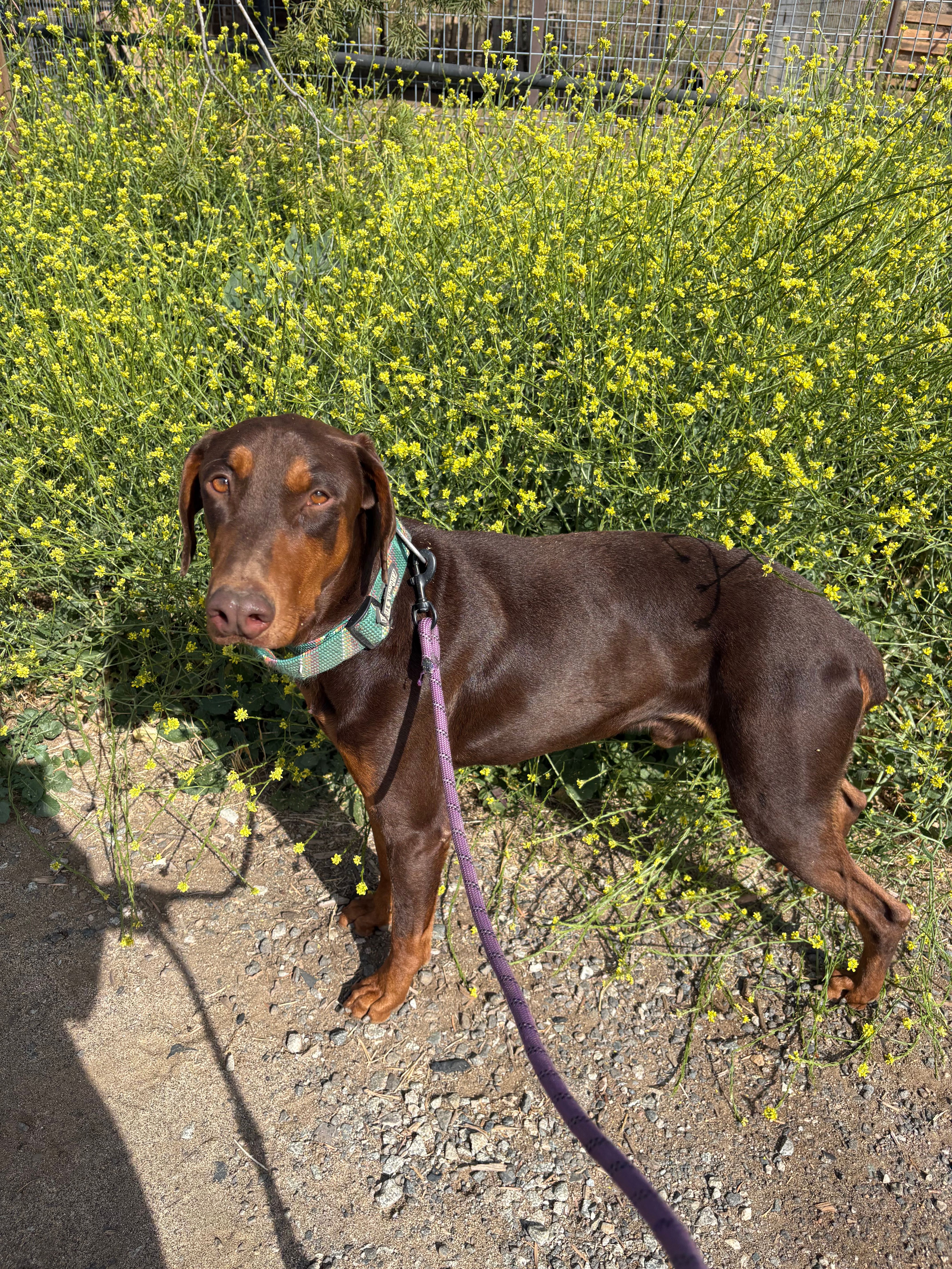 Cane – Doberman Pinscher puppy for sale in Temecula, CA