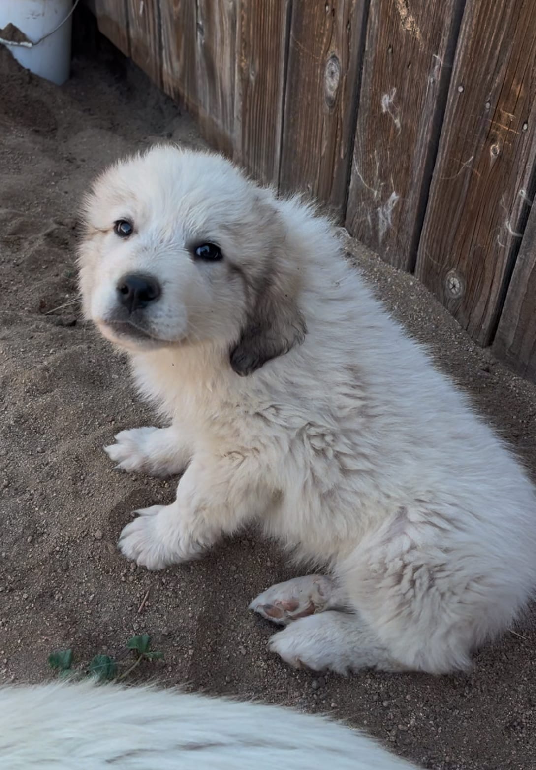 Lola – Great Pyrenees puppy for sale in Temecula, CA
