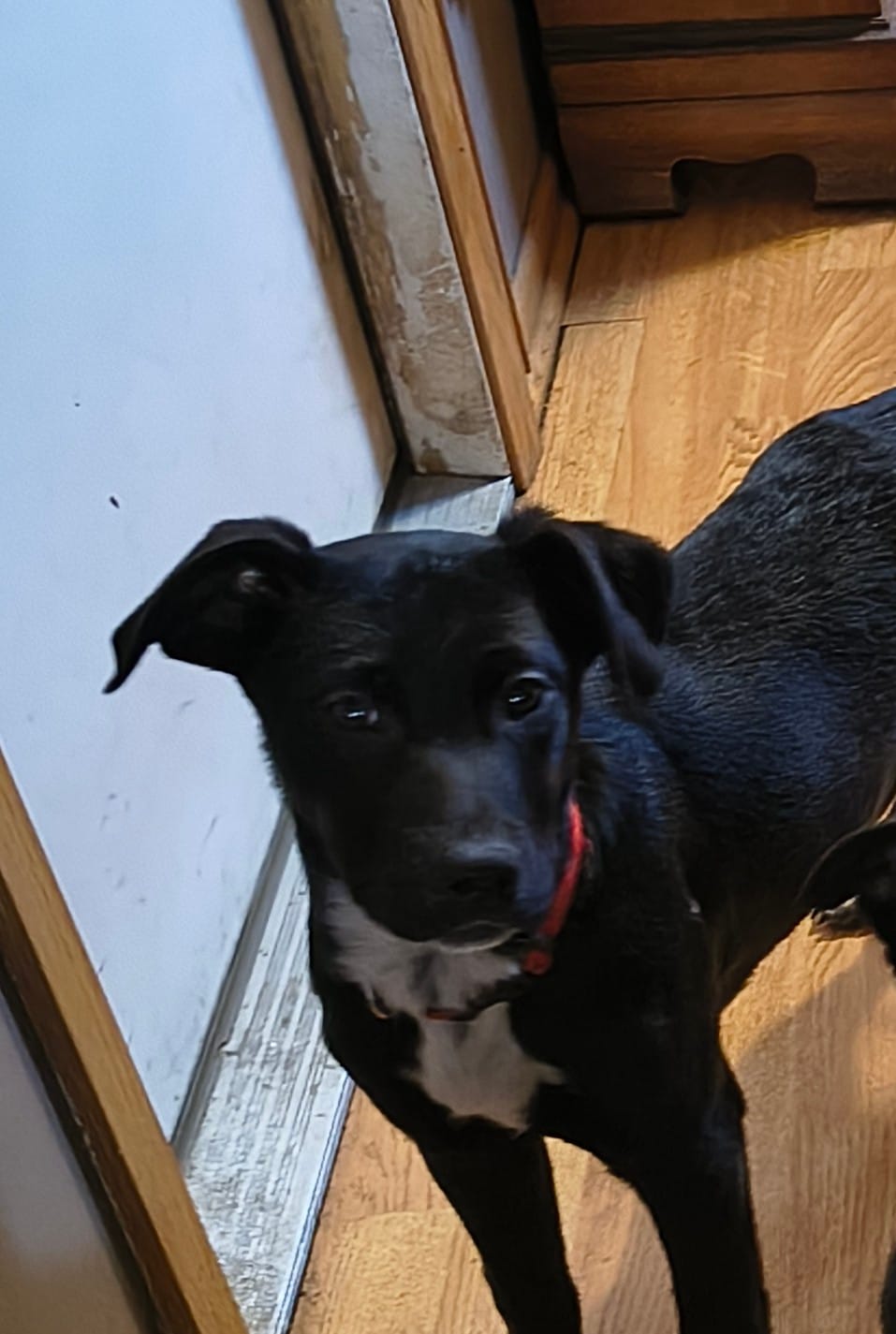 Big Red – Australian Cattle Dog, Labrador Retriever puppy for sale in Homer Glen, IL