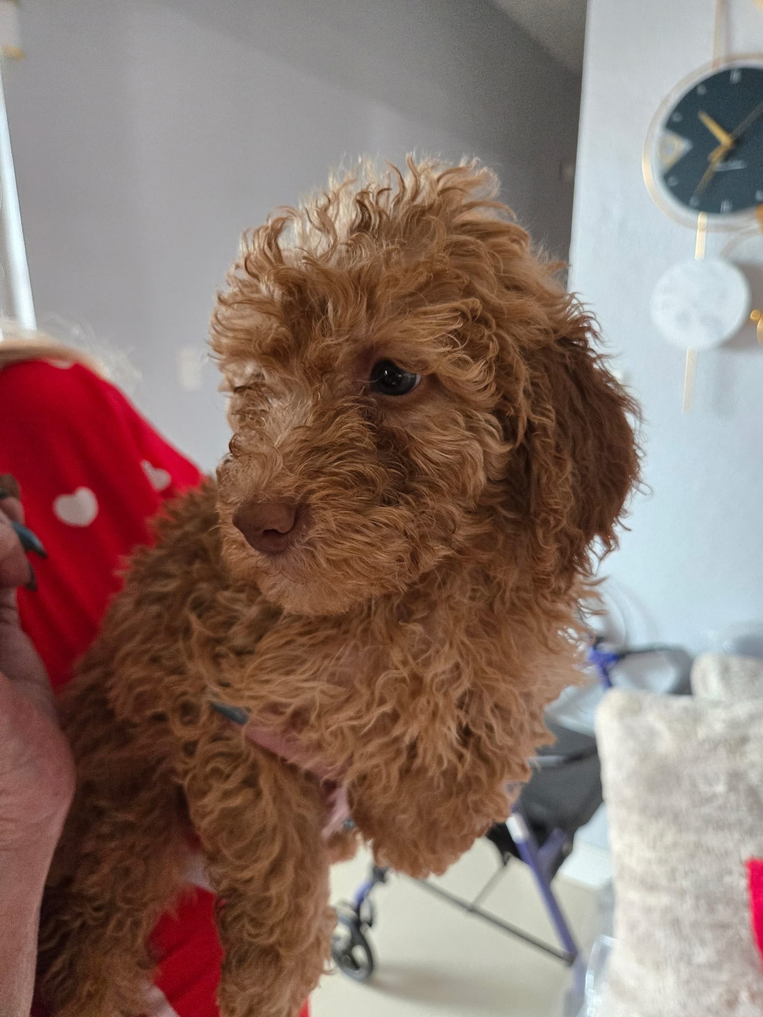 Luna – Goldendoodle puppy for sale in Homestead, FL