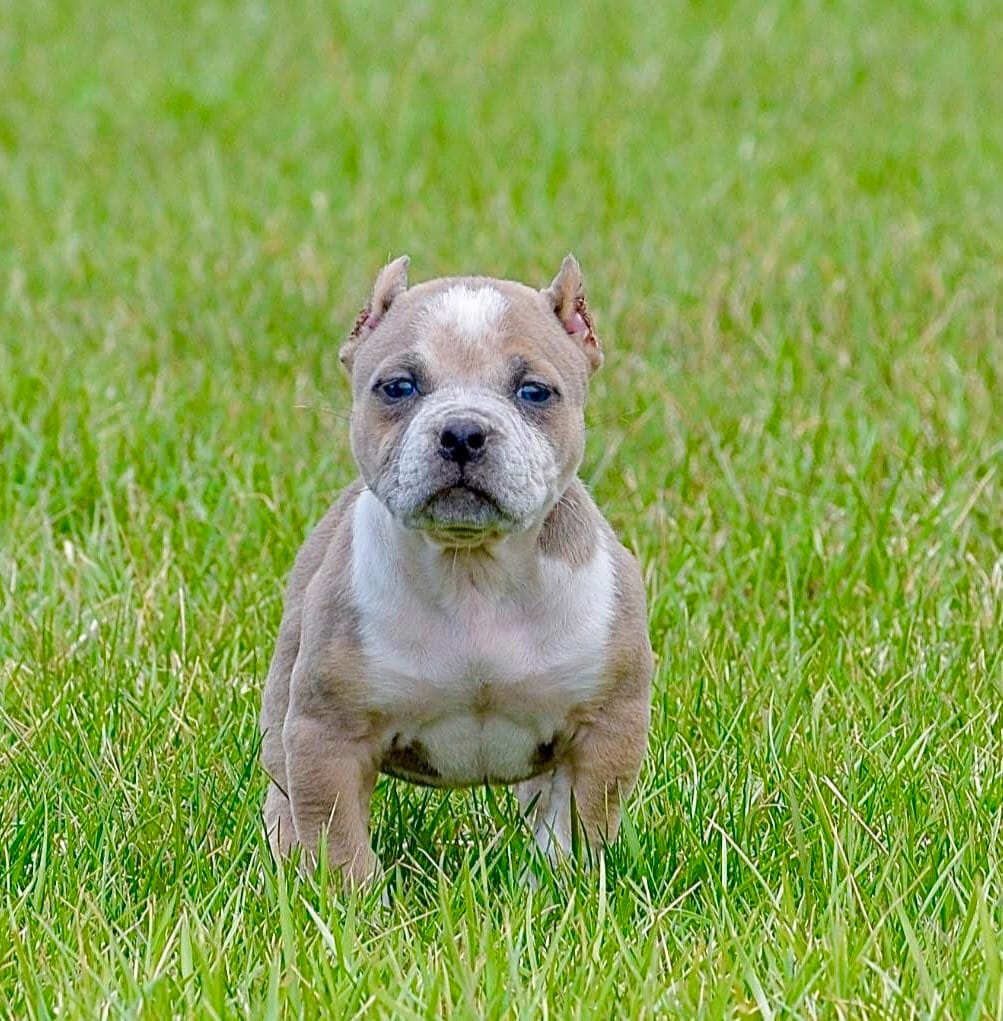 Pocket extreme bull female puppy. ABKC – American Bully puppy for sale in Chicago, IL