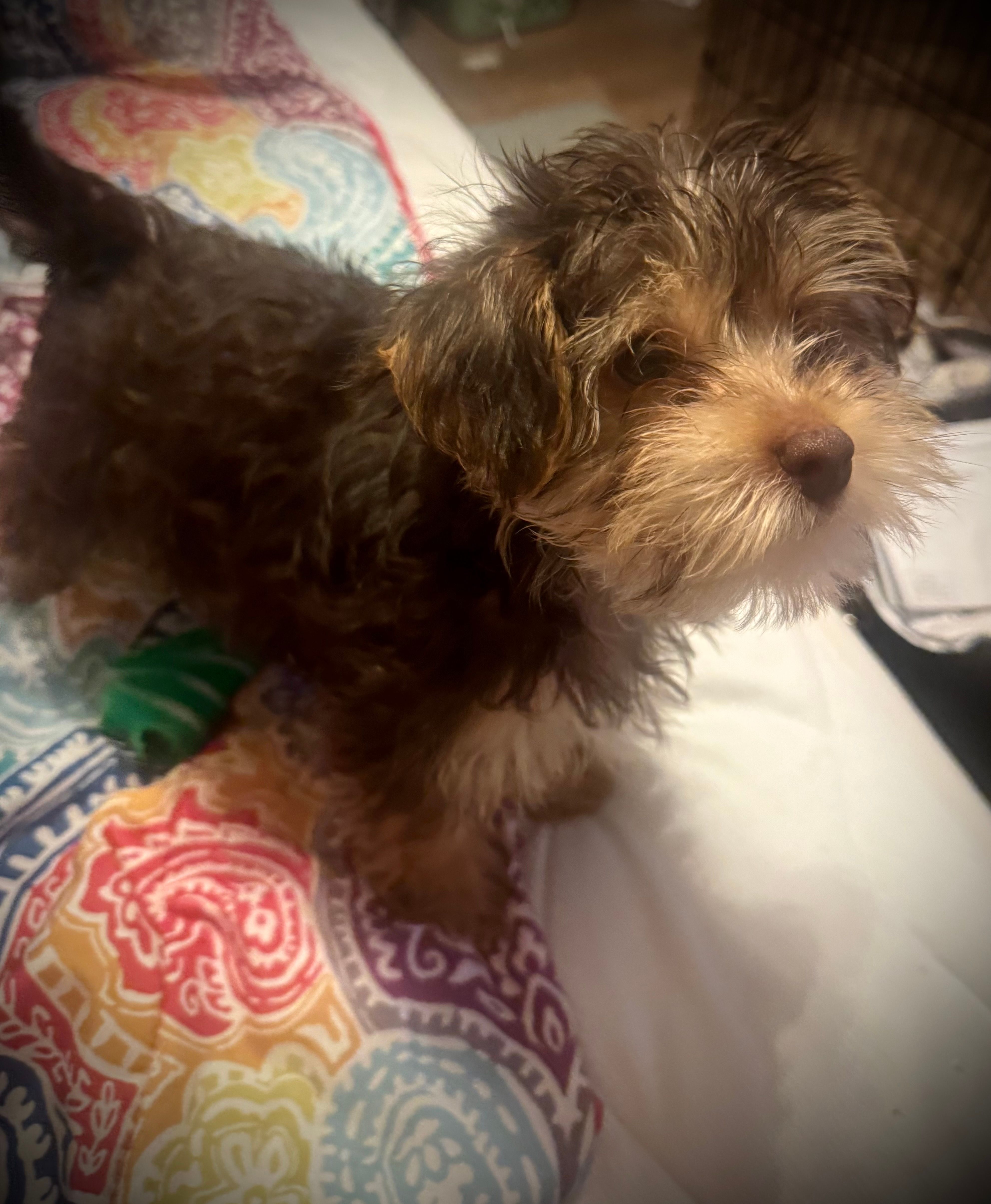 Baby boy #1 – Yorkshire Terrier puppy for sale in Skipwith, VA