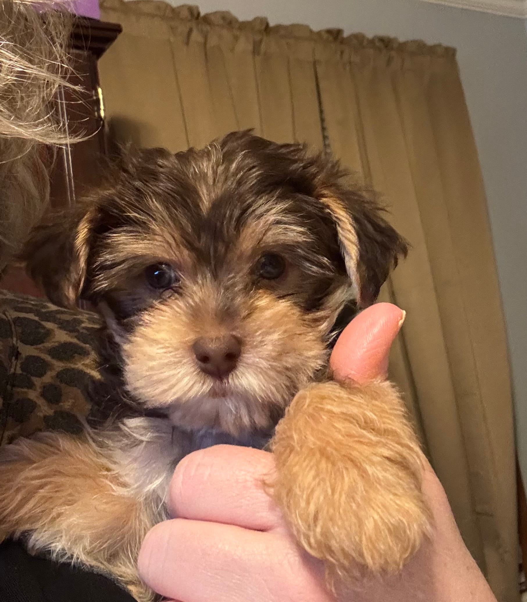 Baby boy #1 – Yorkshire Terrier puppy for sale in Skipwith, VA